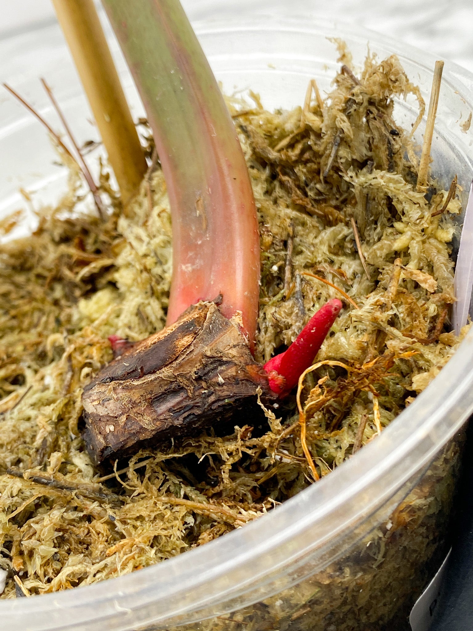 Philodendron Fire Bird Variegated 1 leaf 2 sprouts rooted