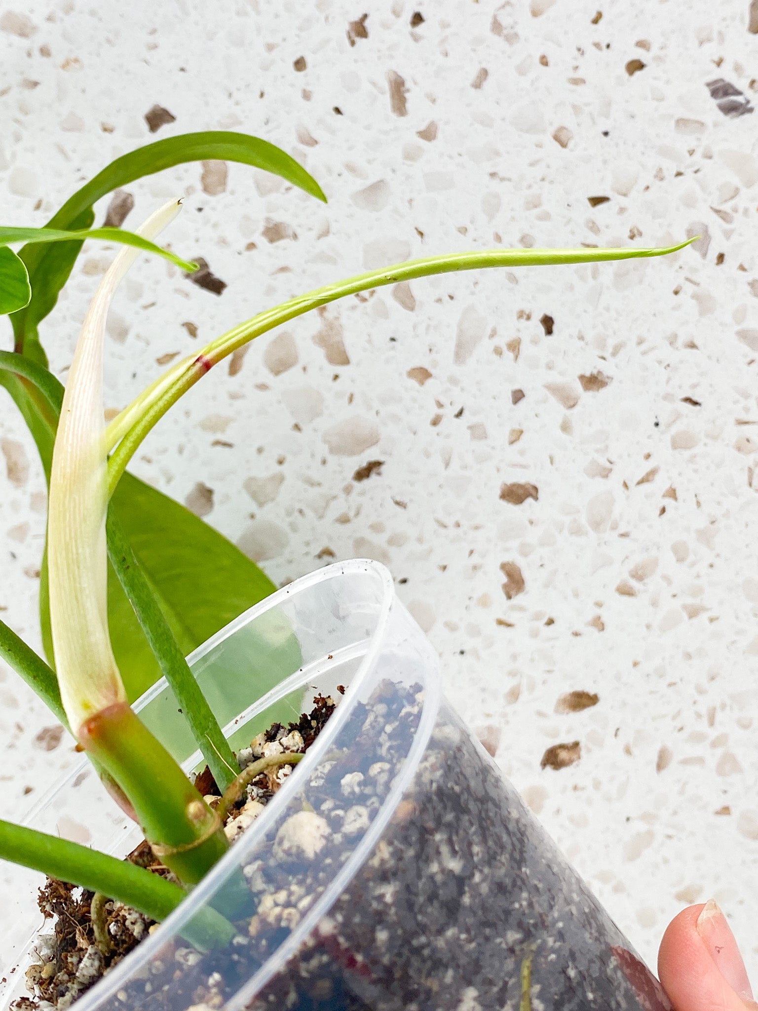 Philodendron 69686 3 leaves 1 sprout top cutting