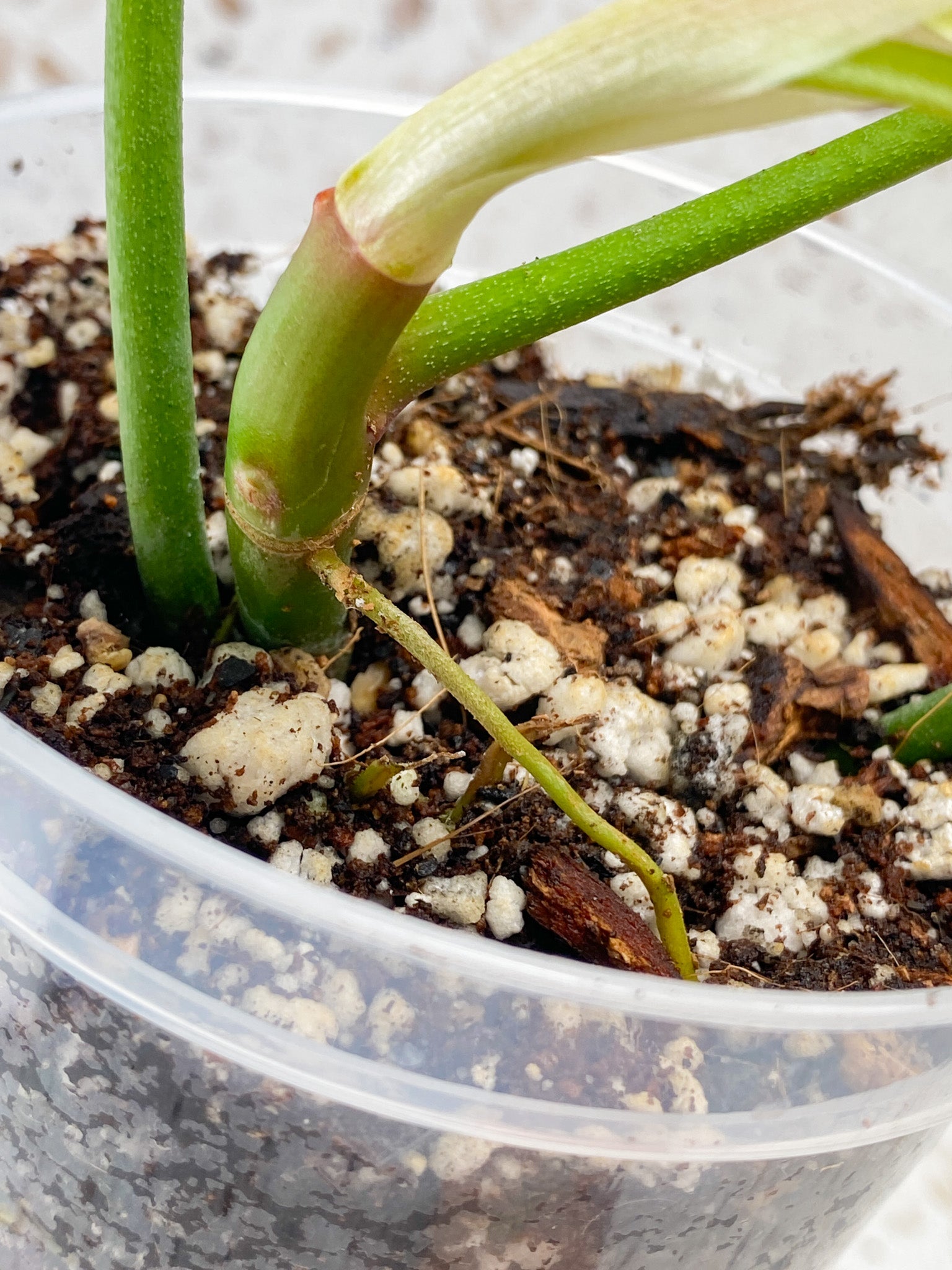 Philodendron 69686 3 leaves 1 sprout top cutting