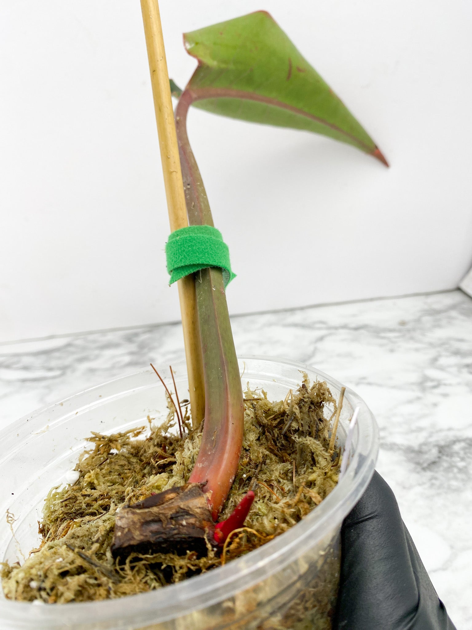 Philodendron Fire Bird Variegated 1 leaf 2 sprouts rooted