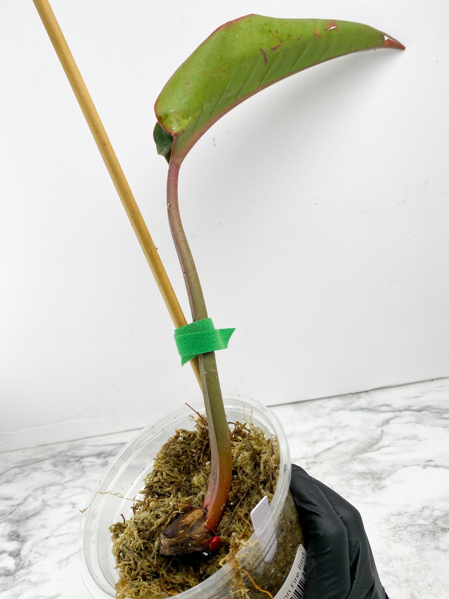 Philodendron Fire Bird Variegated 1 leaf 2 sprouts rooted