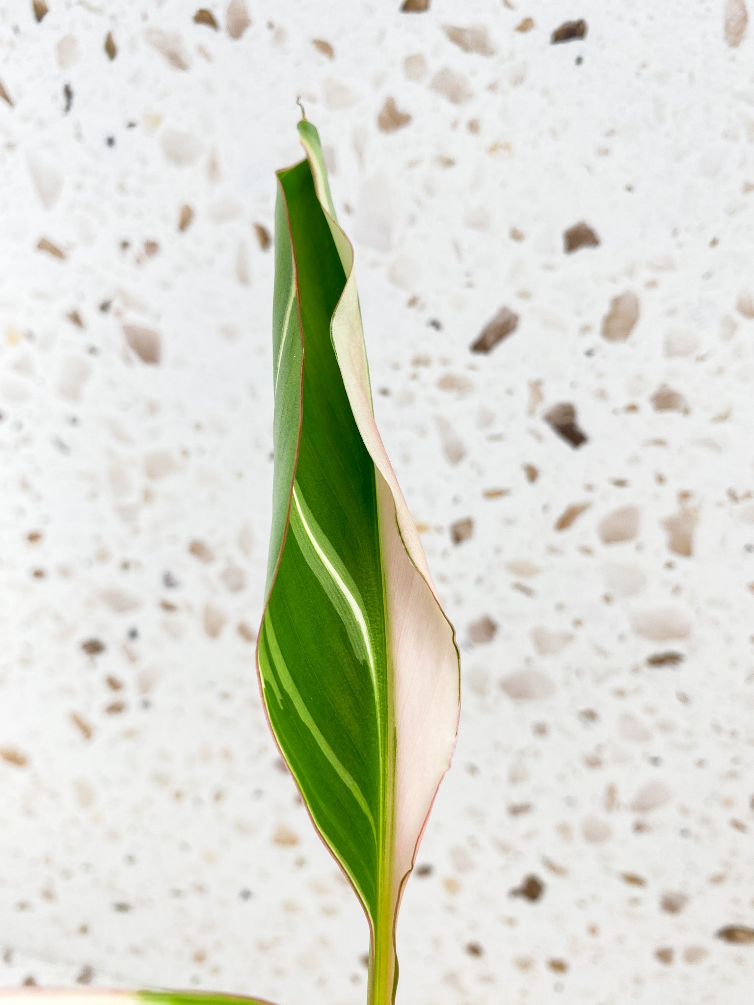 Musa Nono (pink and white variegated banana plant) 3 leaves