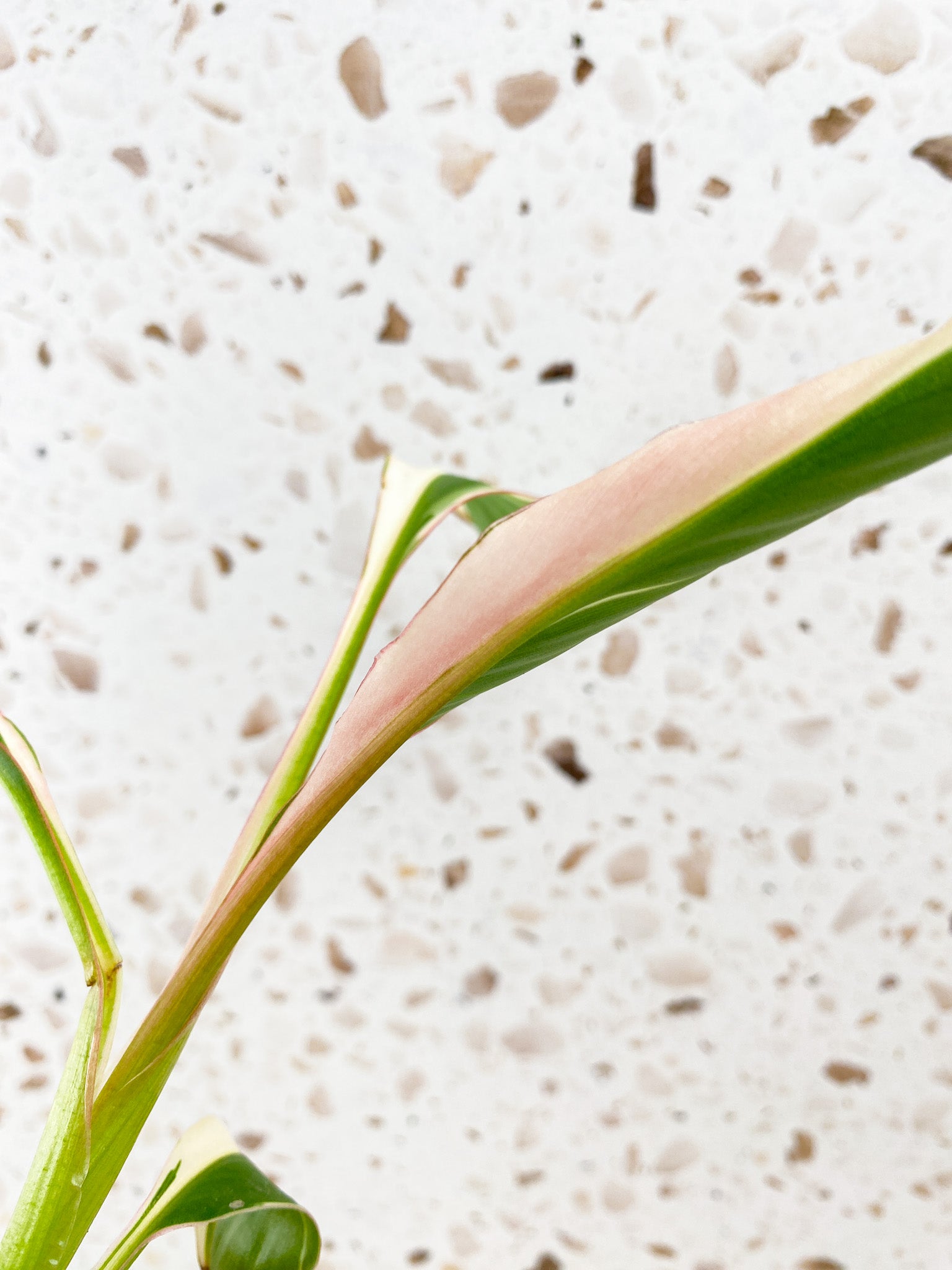 Musa Nono (pink and white variegated banana plant) 3 leaves