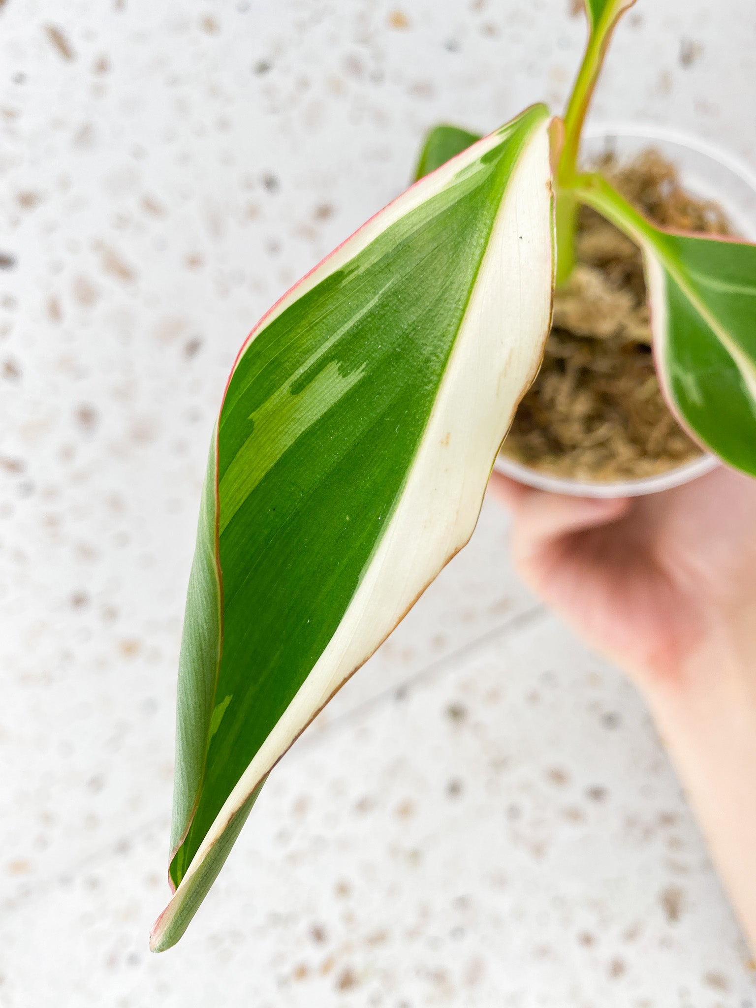 Musa Nono (pink and white variegated banana plant) 3 leaves