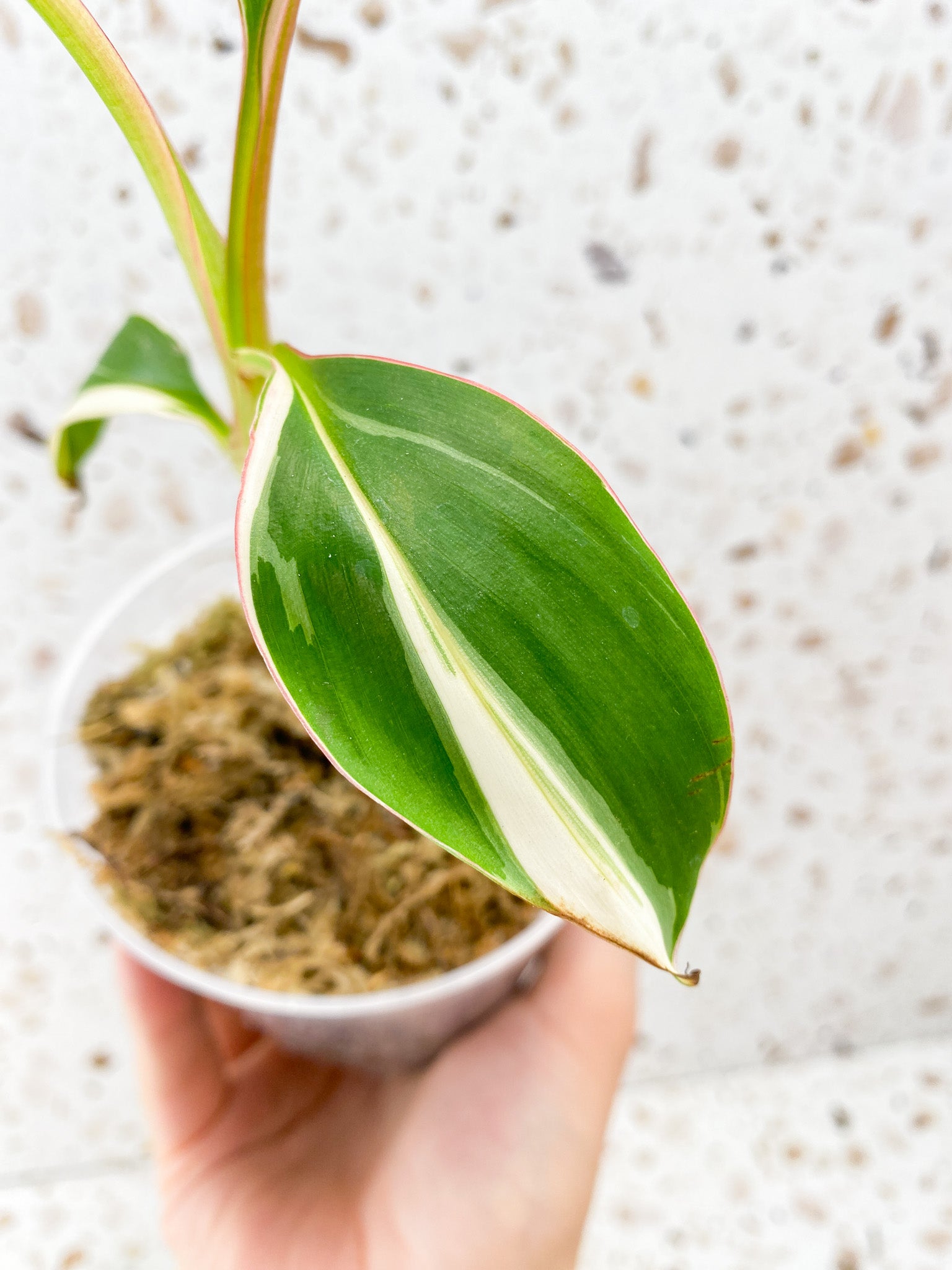 Musa Nono (pink and white variegated banana plant) 3 leaves