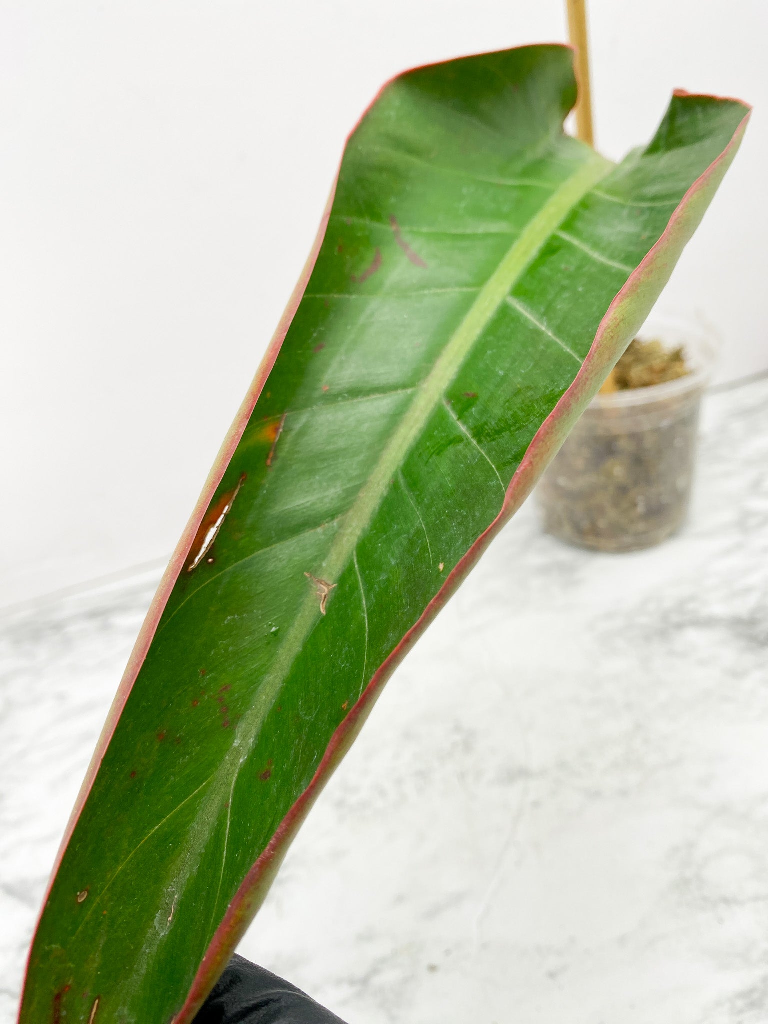 Philodendron Fire Bird Variegated 1 leaf 2 sprouts rooted