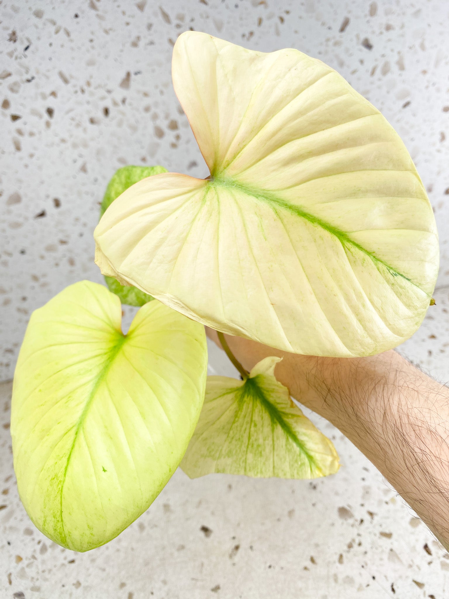Homalomena Rubescens Mint 4 leaf top cutting highly variegated