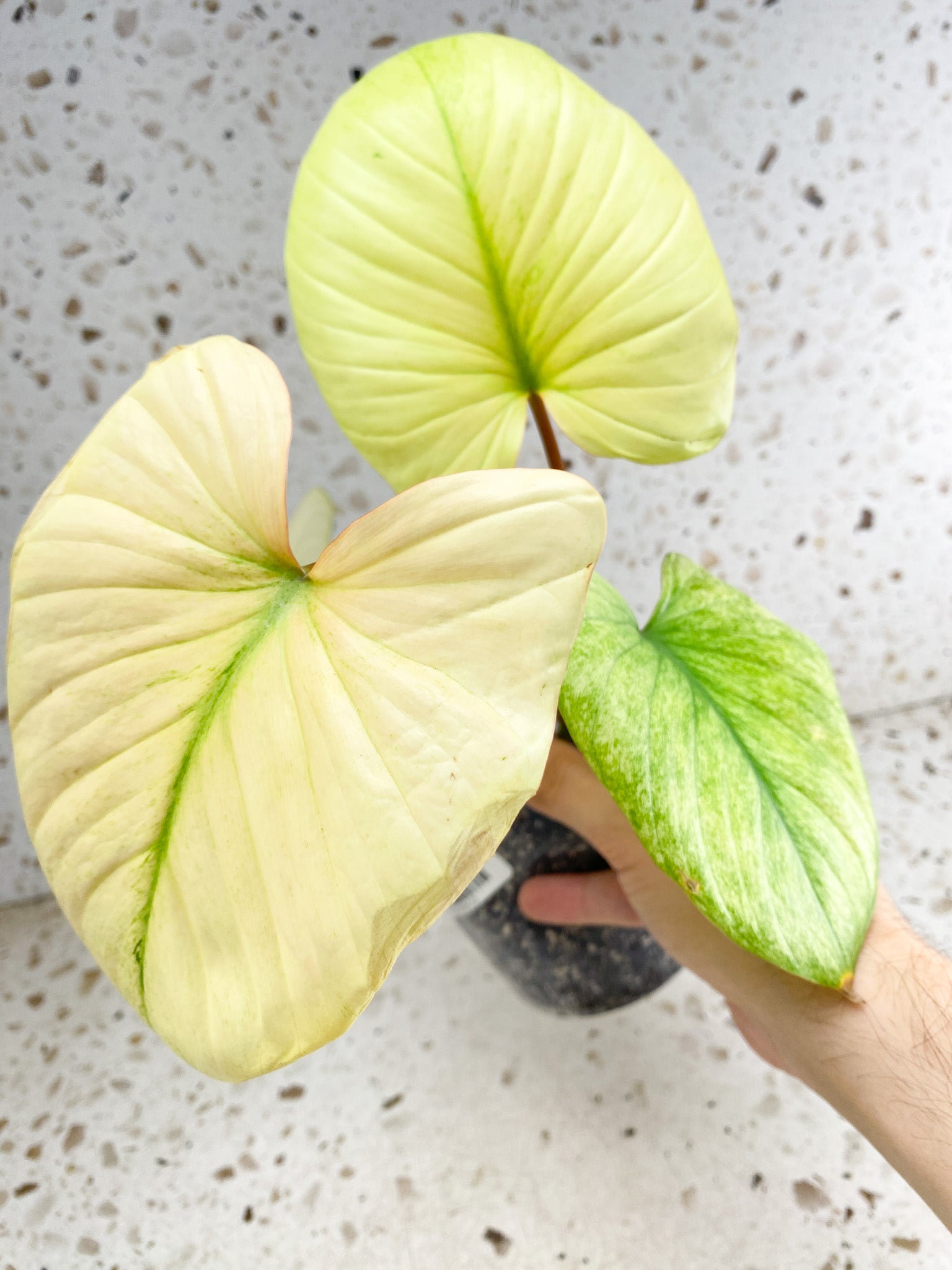 Homalomena Rubescens Mint 4 leaf top cutting highly variegated