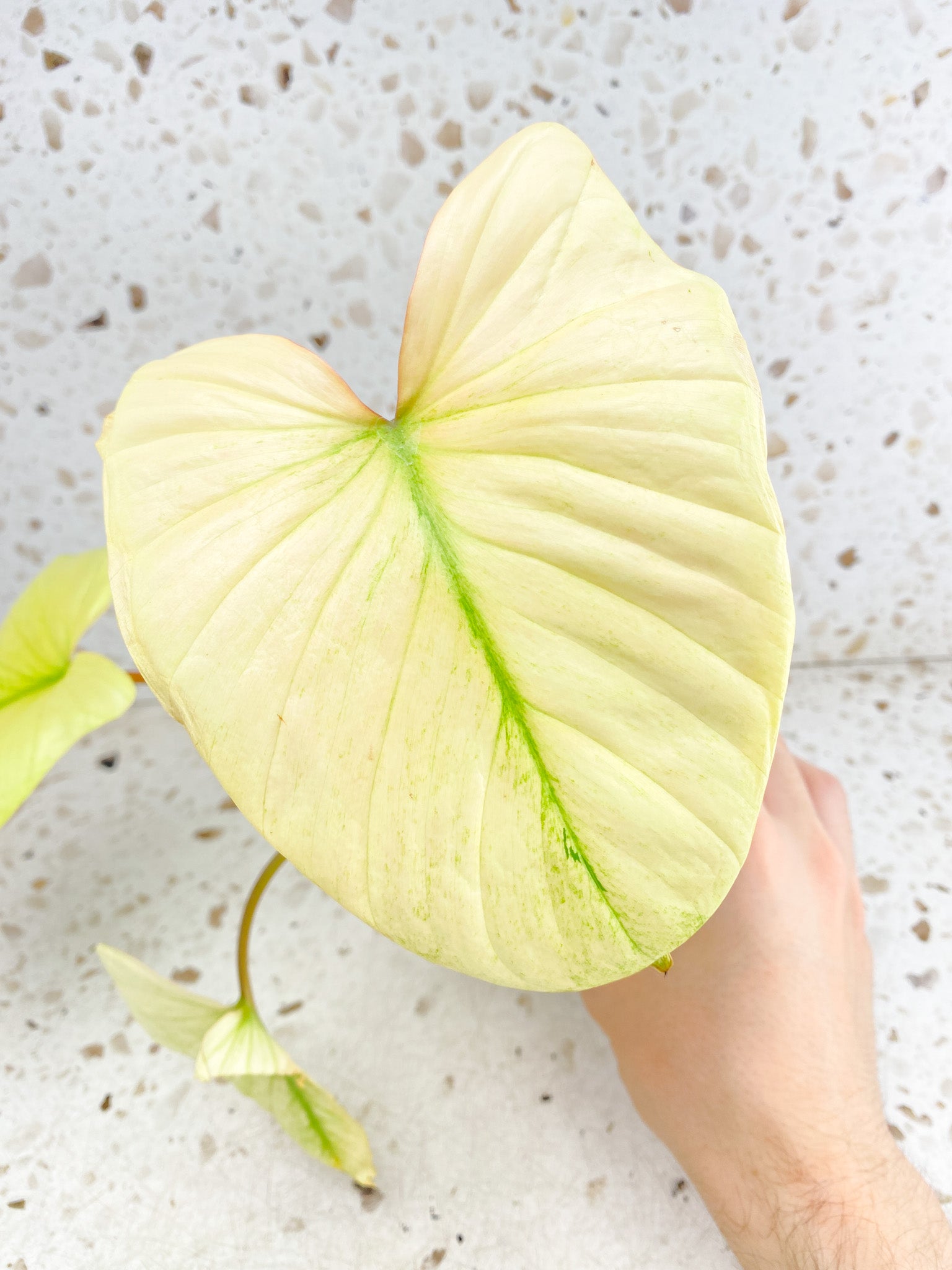 Homalomena Rubescens Mint 4 leaf top cutting highly variegated