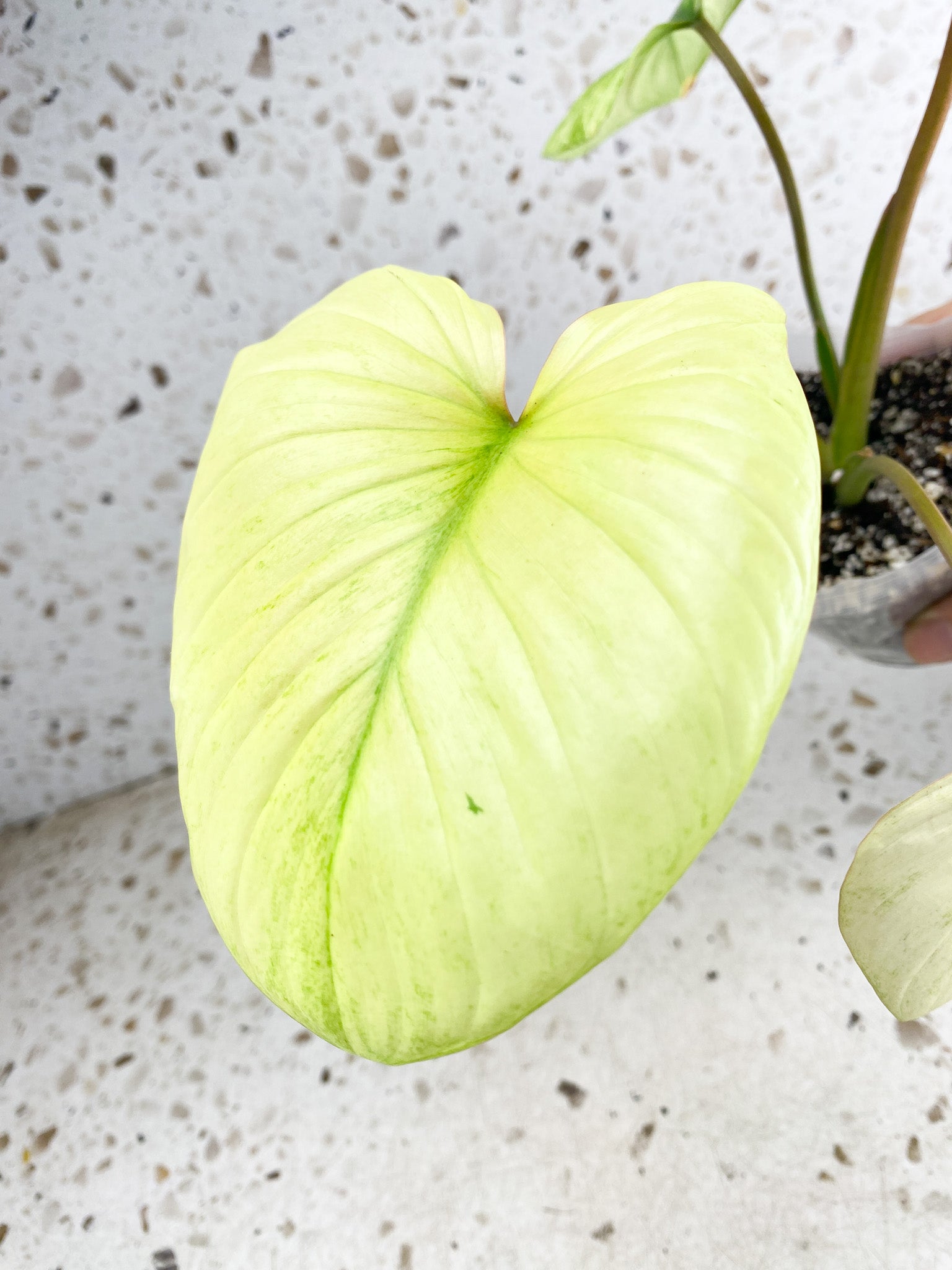 Homalomena Rubescens Mint 4 leaf top cutting highly variegated