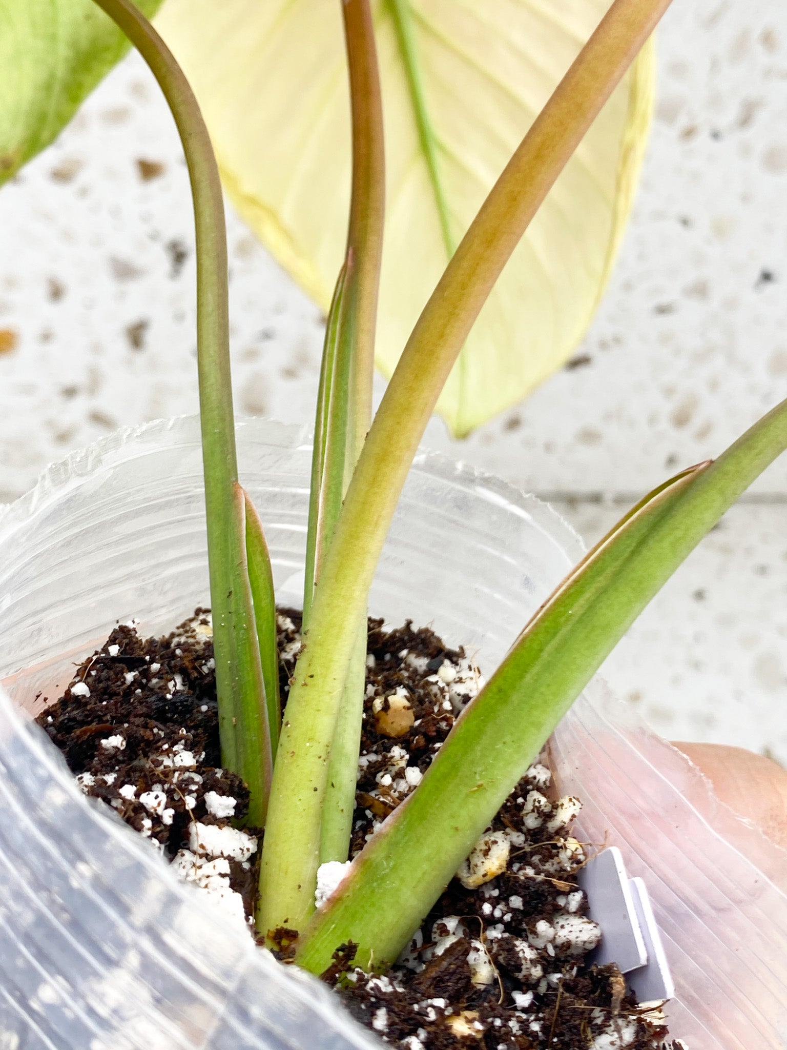 Homalomena Rubescens Mint 4 leaf top cutting highly variegated