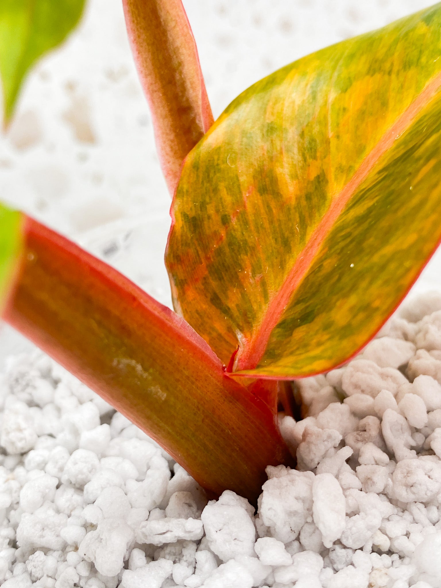 Philodendron Orange Marmalade 3 leaf top cutting