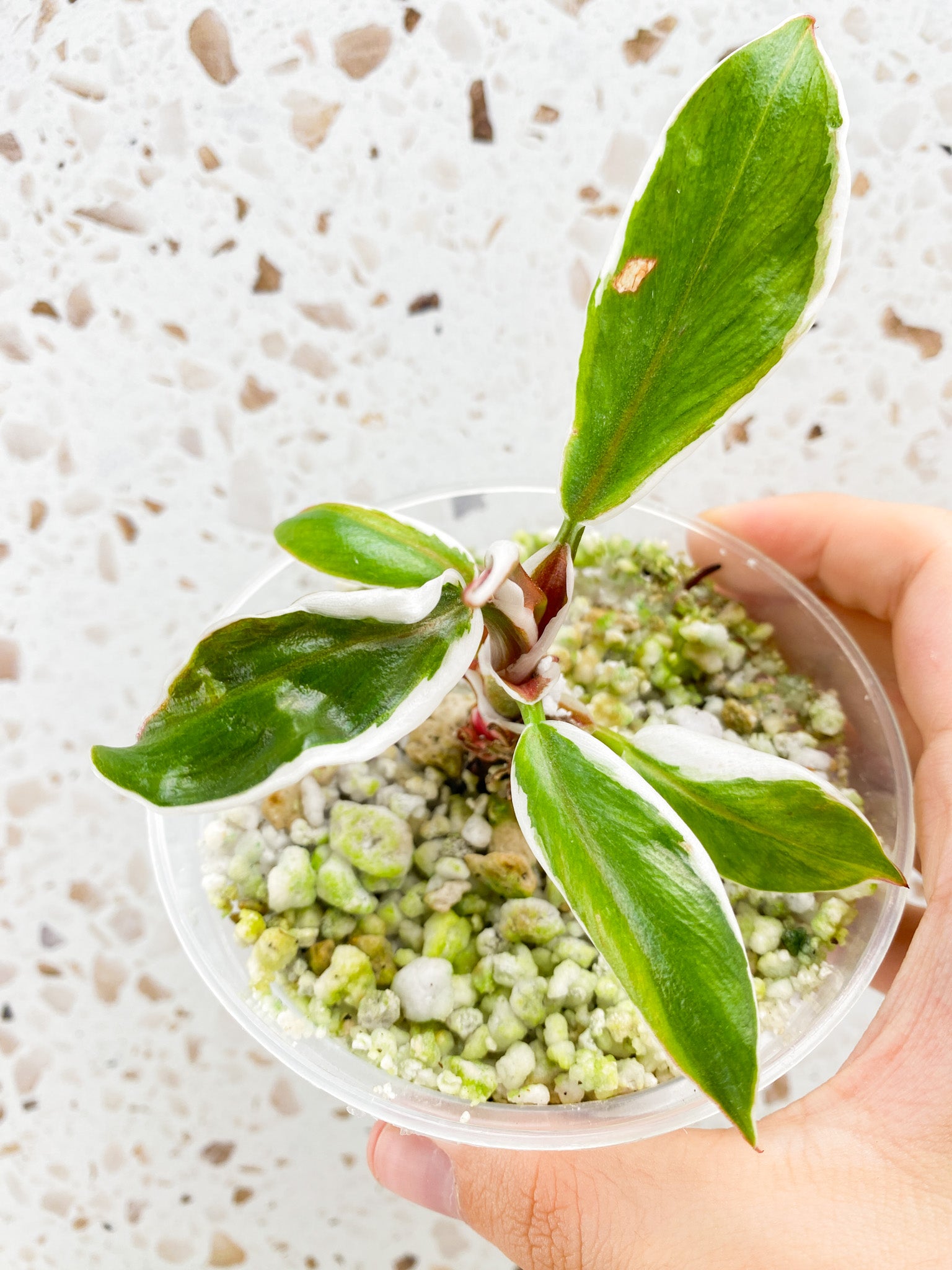Philodendron White Knight Mutated (outer white variegation) 5 leaves 1 shoot top cutting