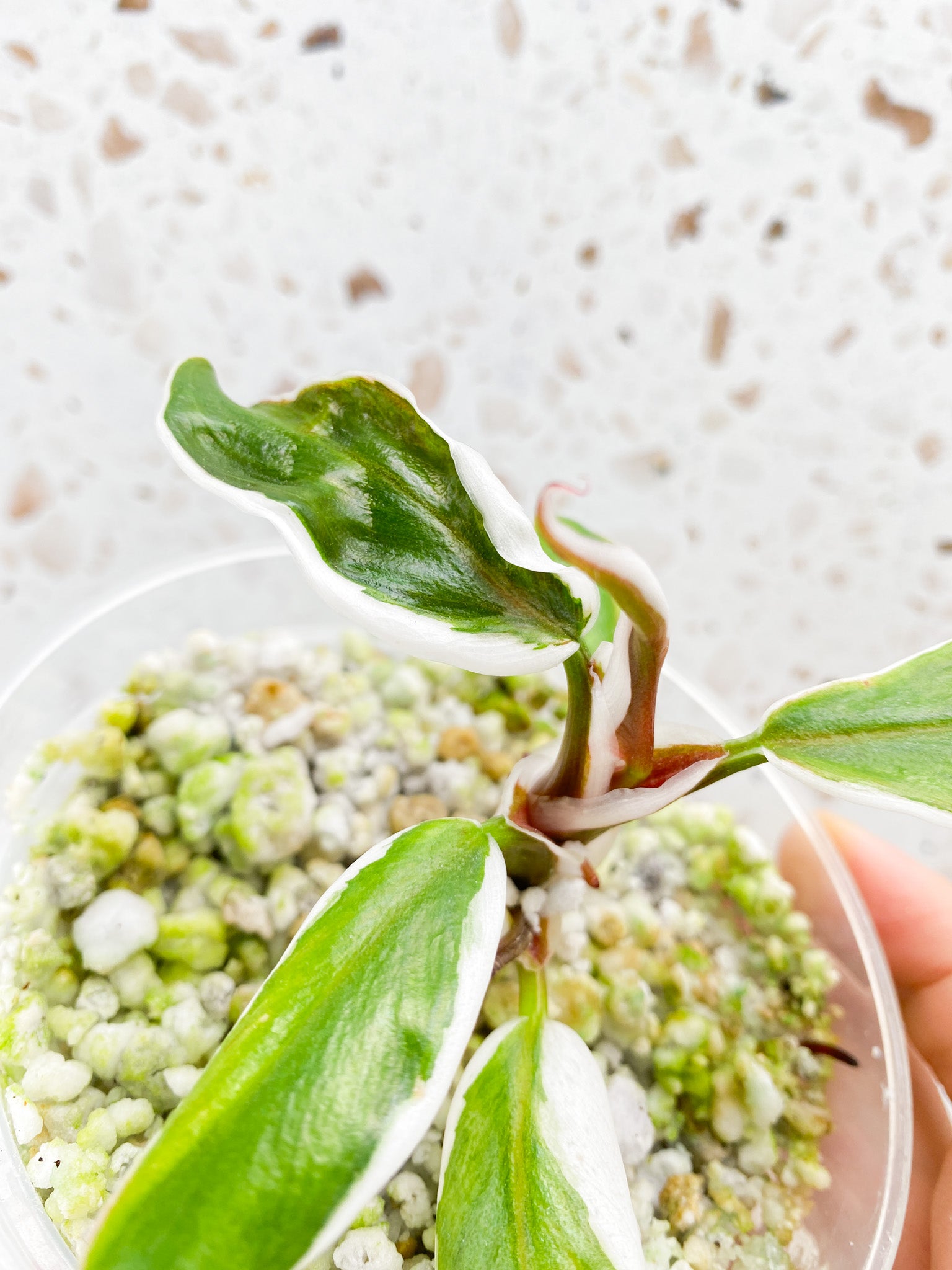 Philodendron White Knight Mutated (outer white variegation) 5 leaves 1 shoot top cutting