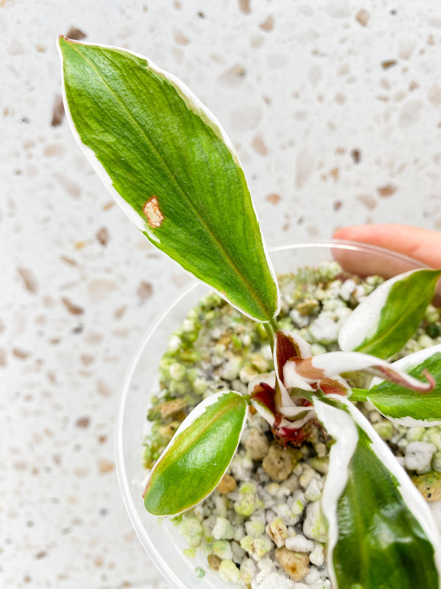 Philodendron White Knight Mutated (outer white variegation) 5 leaves 1 shoot top cutting
