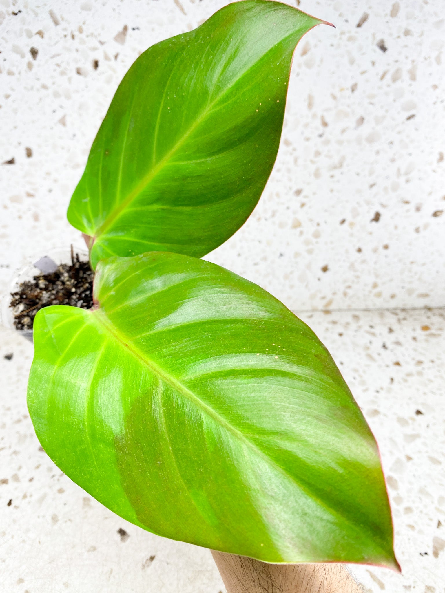 *Philodendron Red Moon 2 leaves with 2 sprouting nodes (rooting)