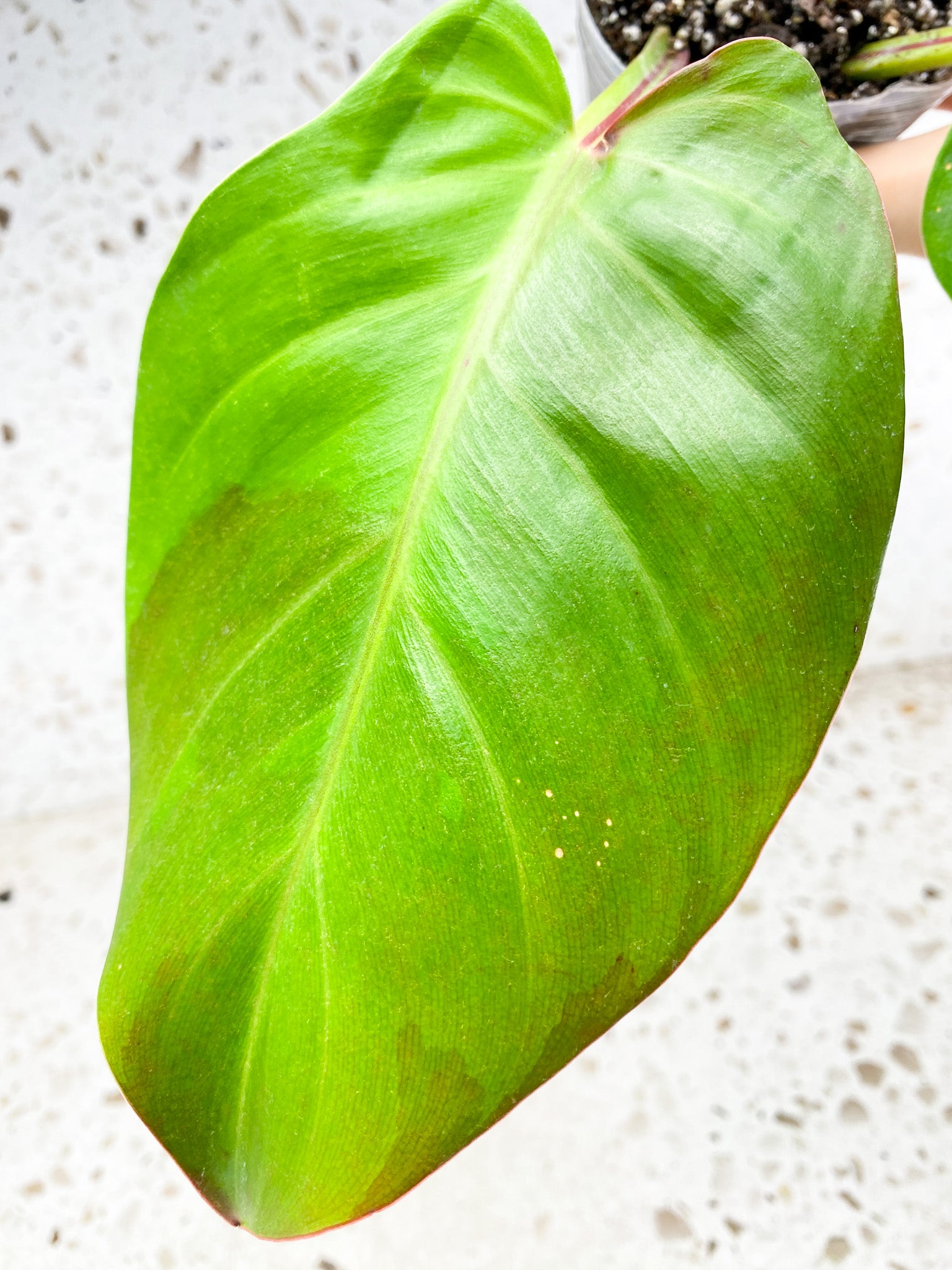 *Philodendron Red Moon 2 leaves with 2 sprouting nodes (rooting)