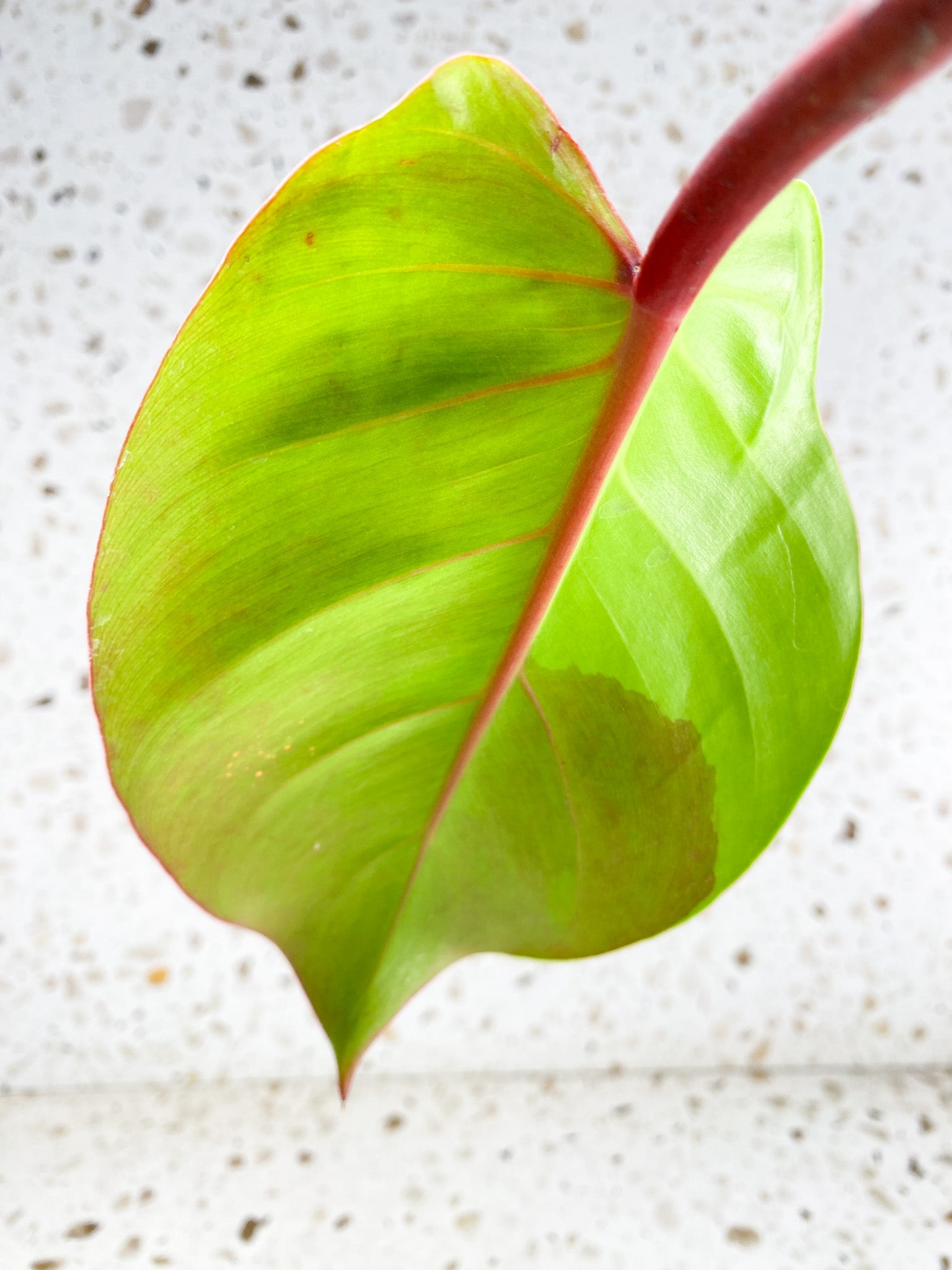 *Philodendron Red Moon 2 leaves with 2 sprouting nodes (rooting)