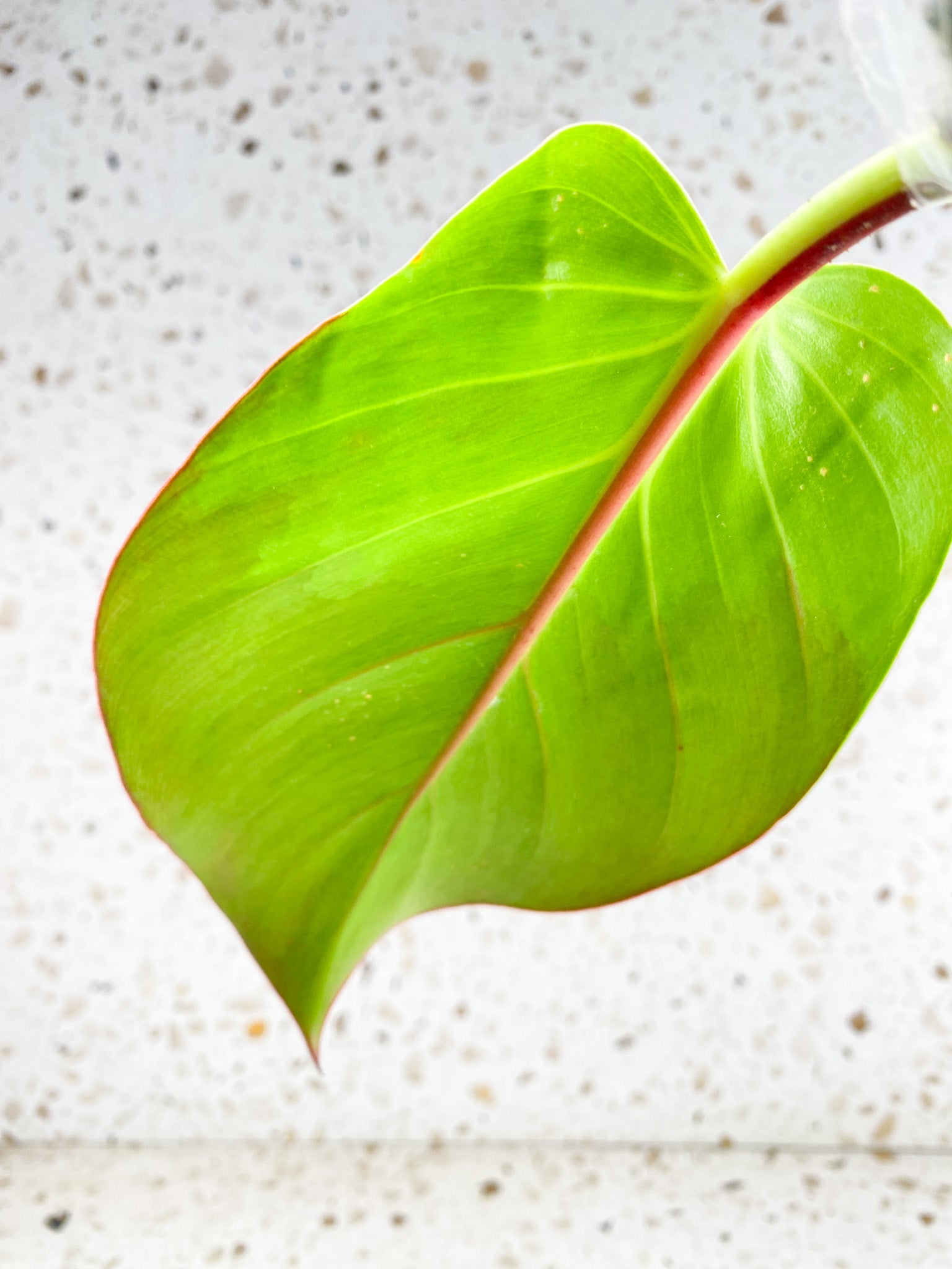 *Philodendron Red Moon 2 leaves with 2 sprouting nodes (rooting)
