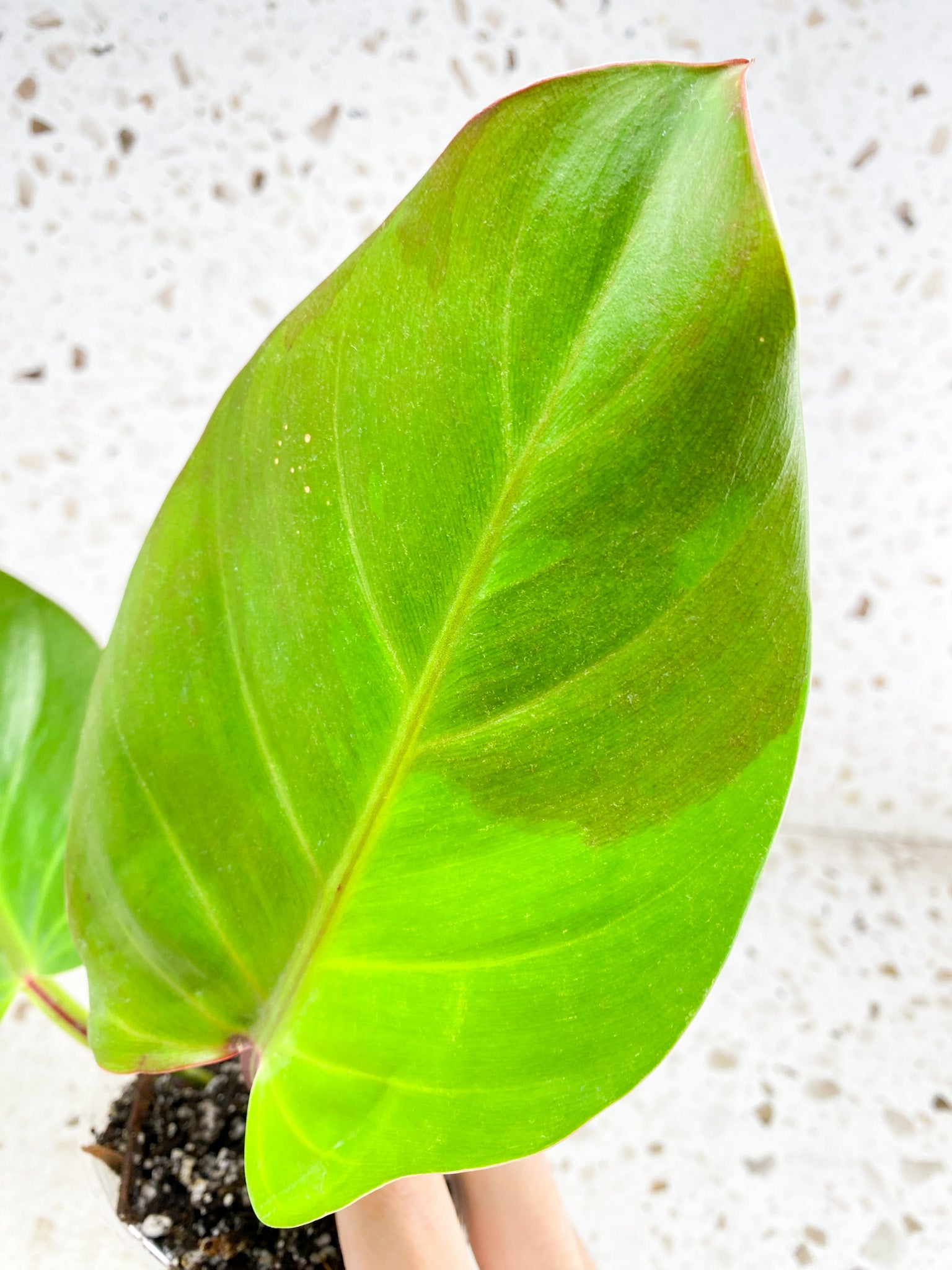 *Philodendron Red Moon 2 leaves with 2 sprouting nodes (rooting)