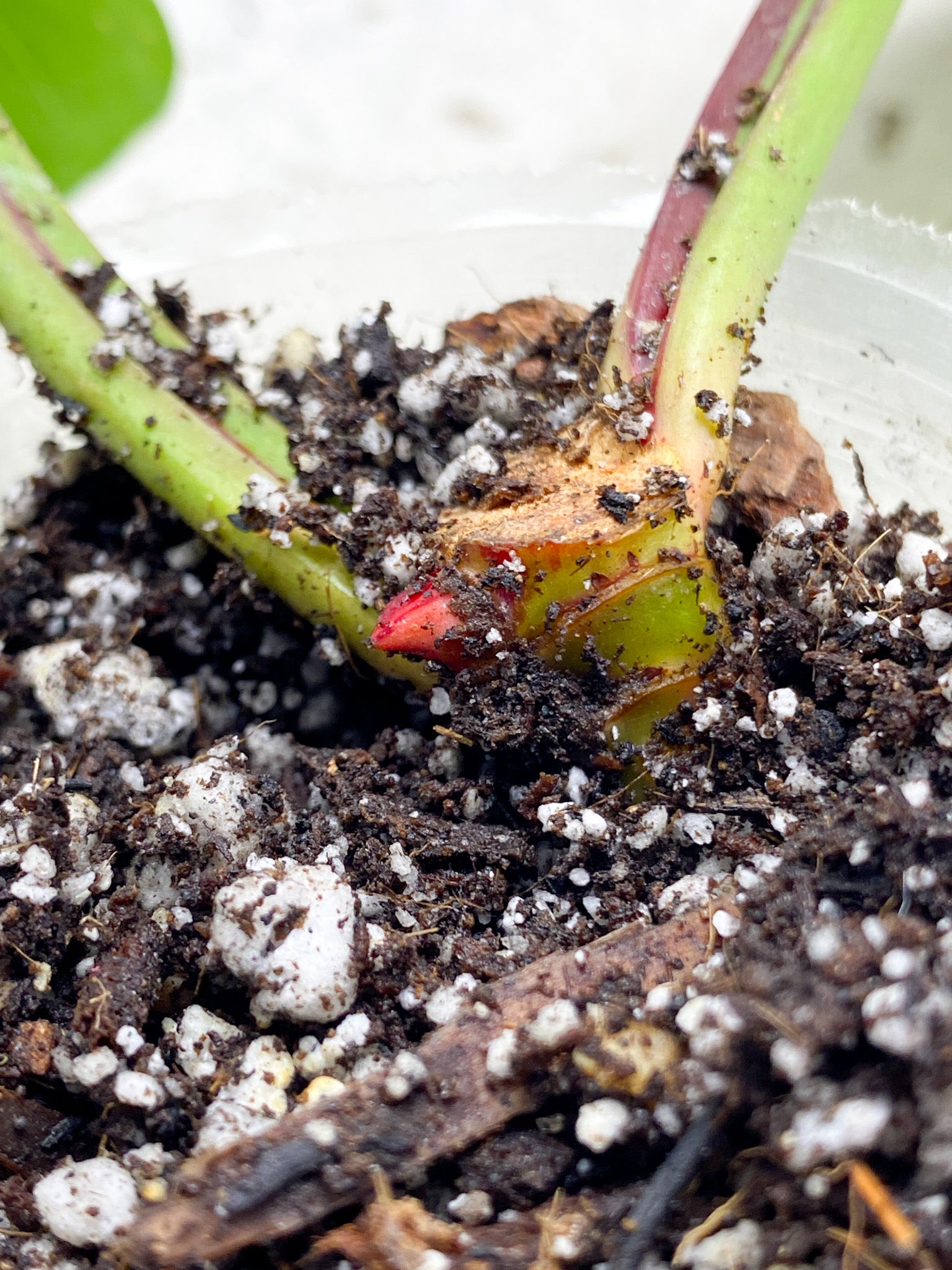 *Philodendron Red Moon 2 leaves with 2 sprouting nodes (rooting)