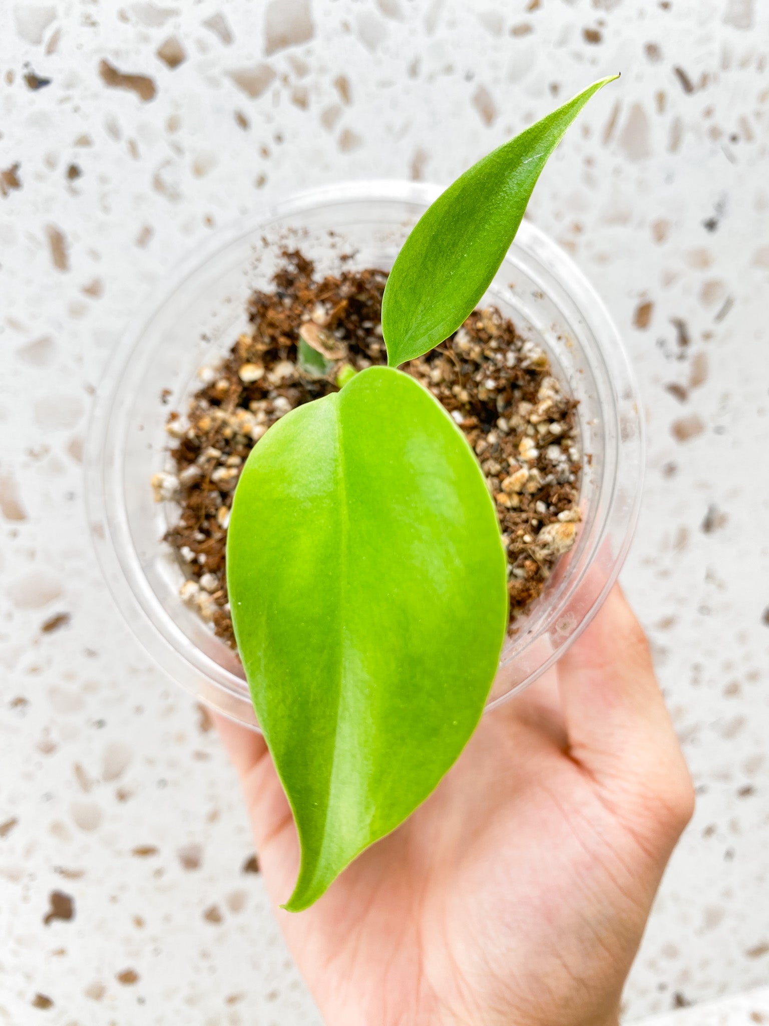 Monstera Sierrana (Mexican Form) 2 baby leaves from node