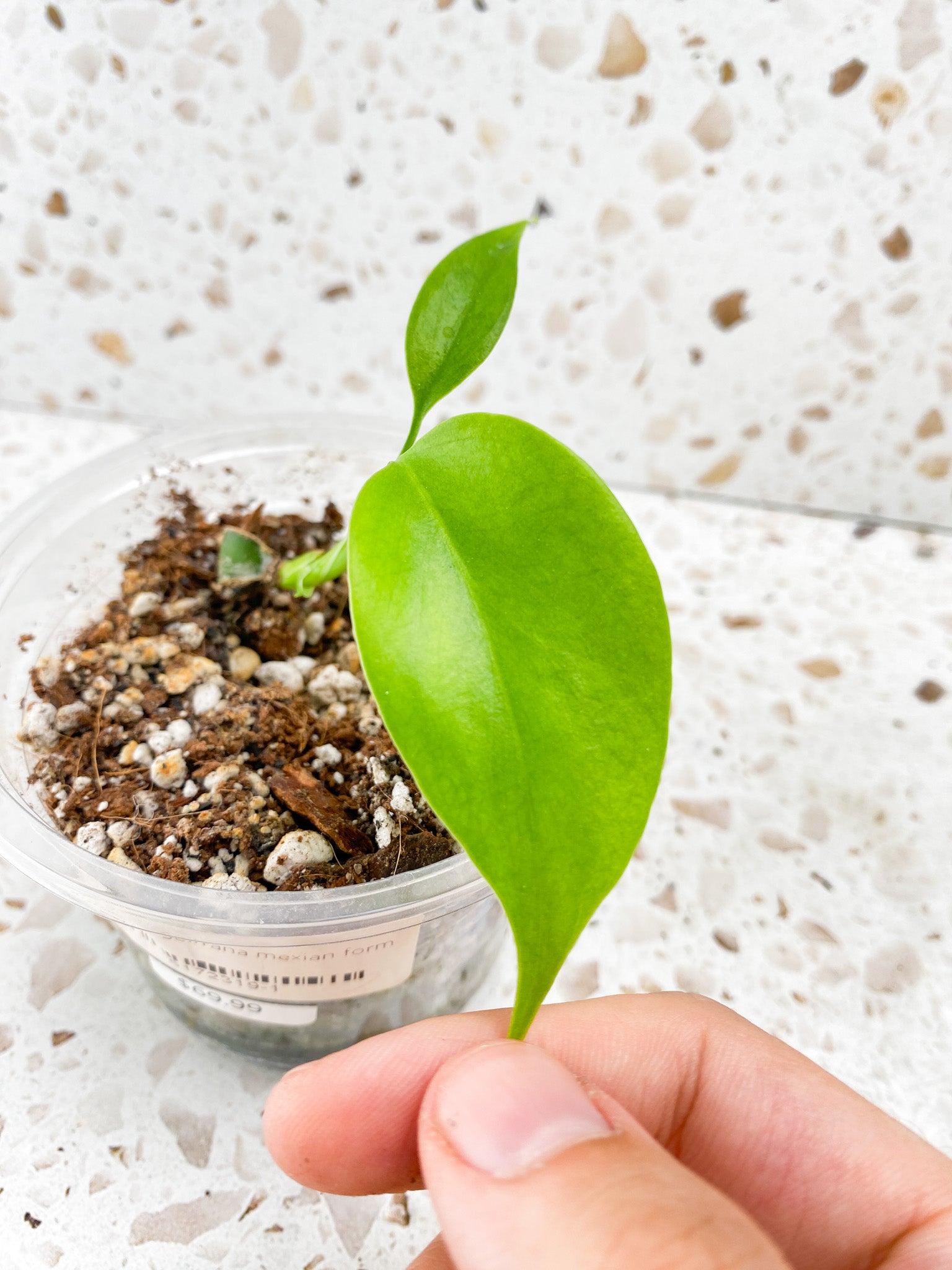 Monstera Sierrana (Mexican Form) 2 baby leaves from node