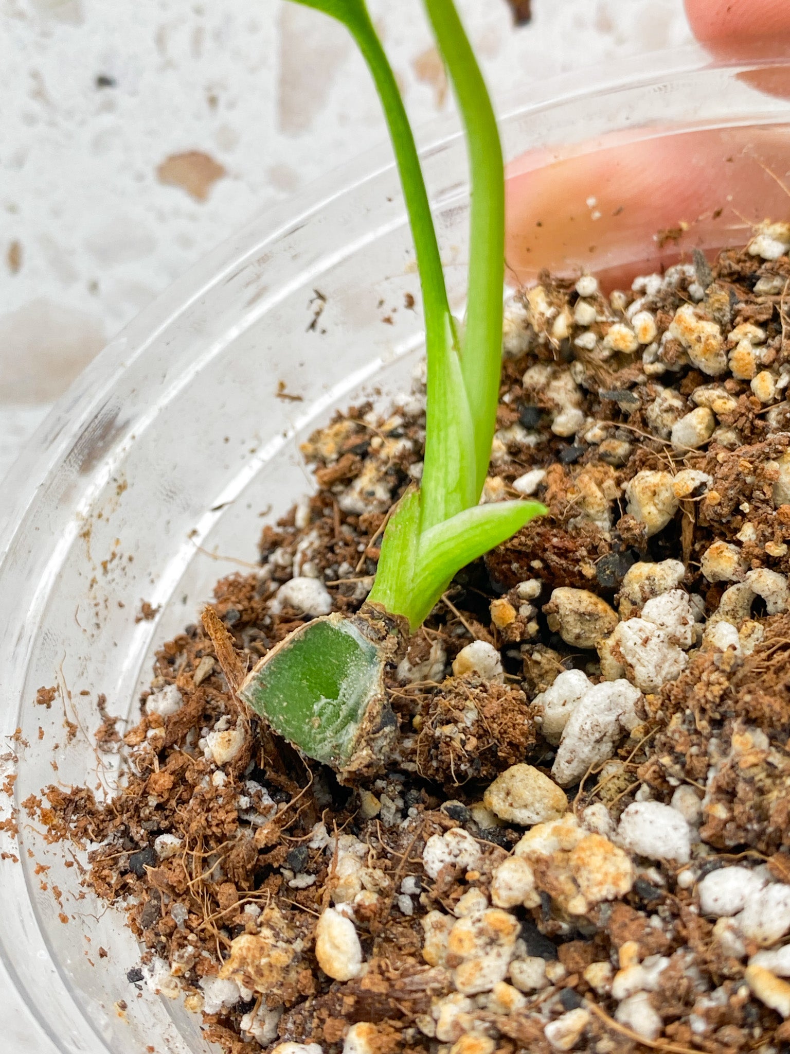 Monstera Sierrana (Mexican Form) 2 baby leaves from node
