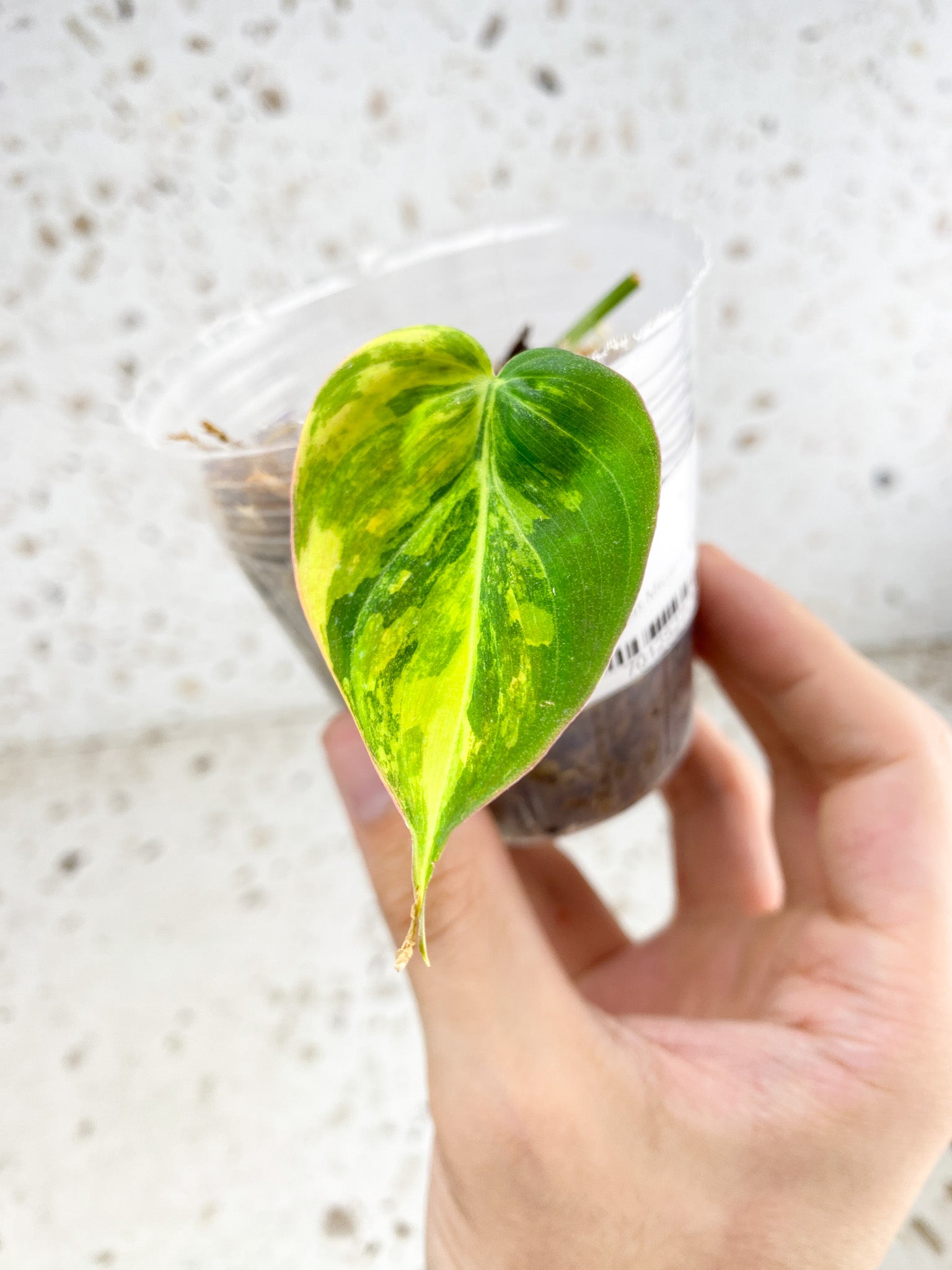 *Philodendron Micans Variegated 1 leaf highly variegated (rooting)