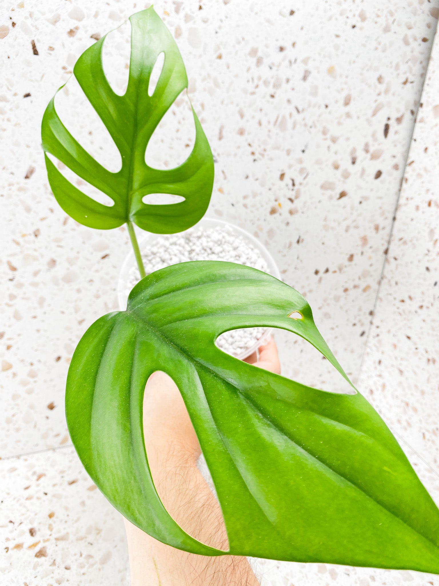Rhaphidophora sp. Flame 2 leaf top cutting