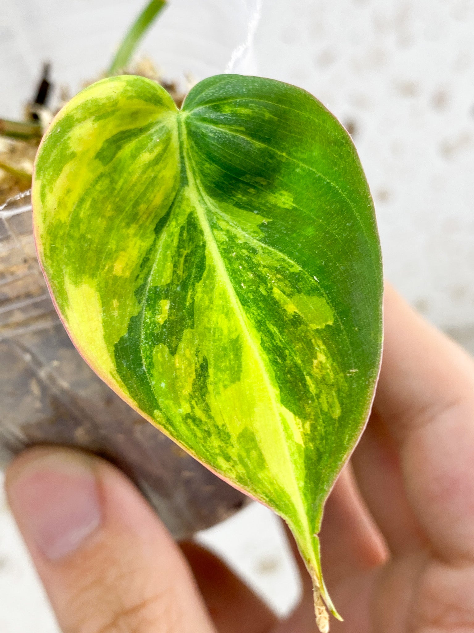 *Philodendron Micans Variegated 1 leaf highly variegated (rooting)