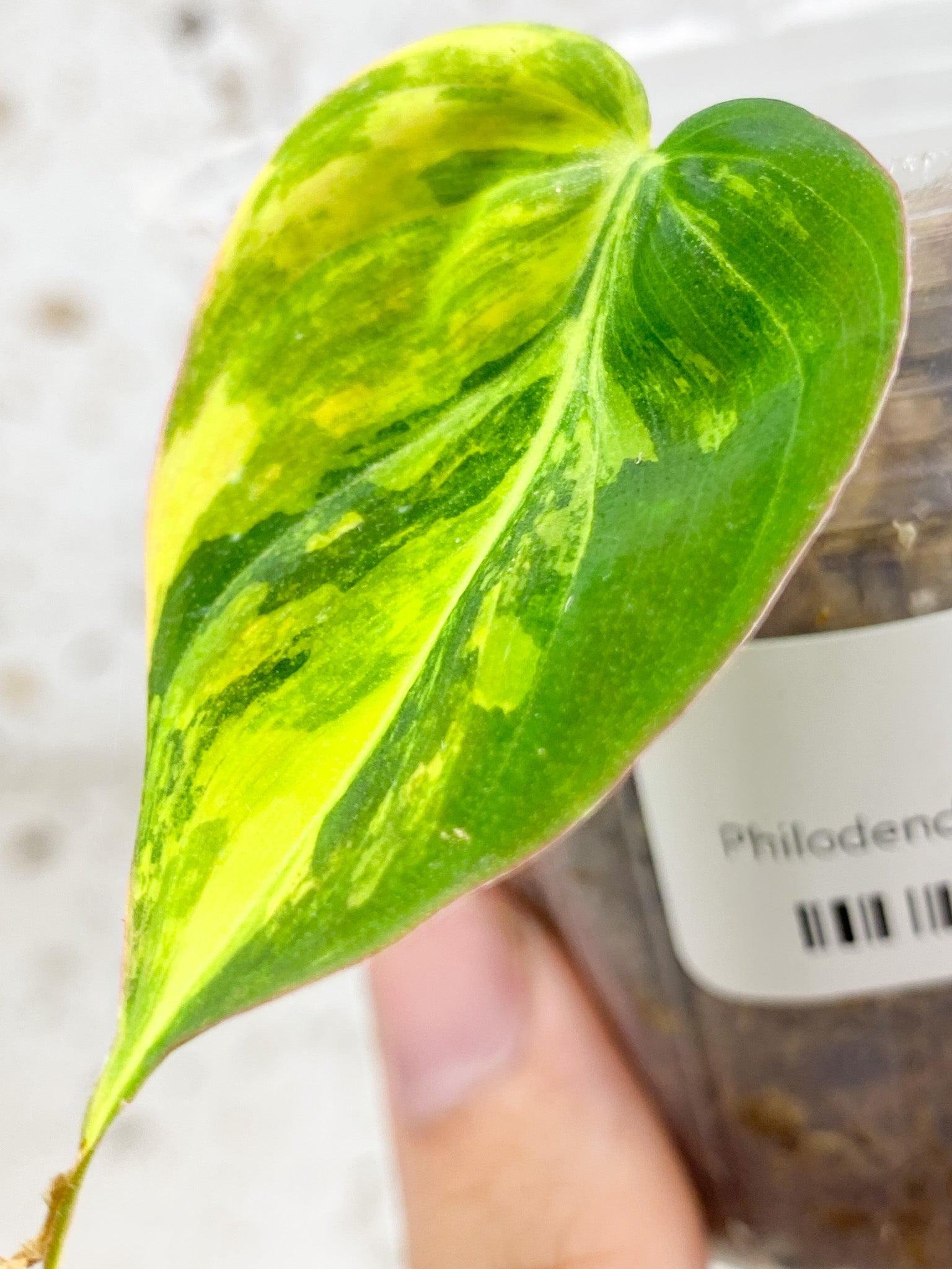 *Philodendron Micans Variegated 1 leaf highly variegated (rooting)