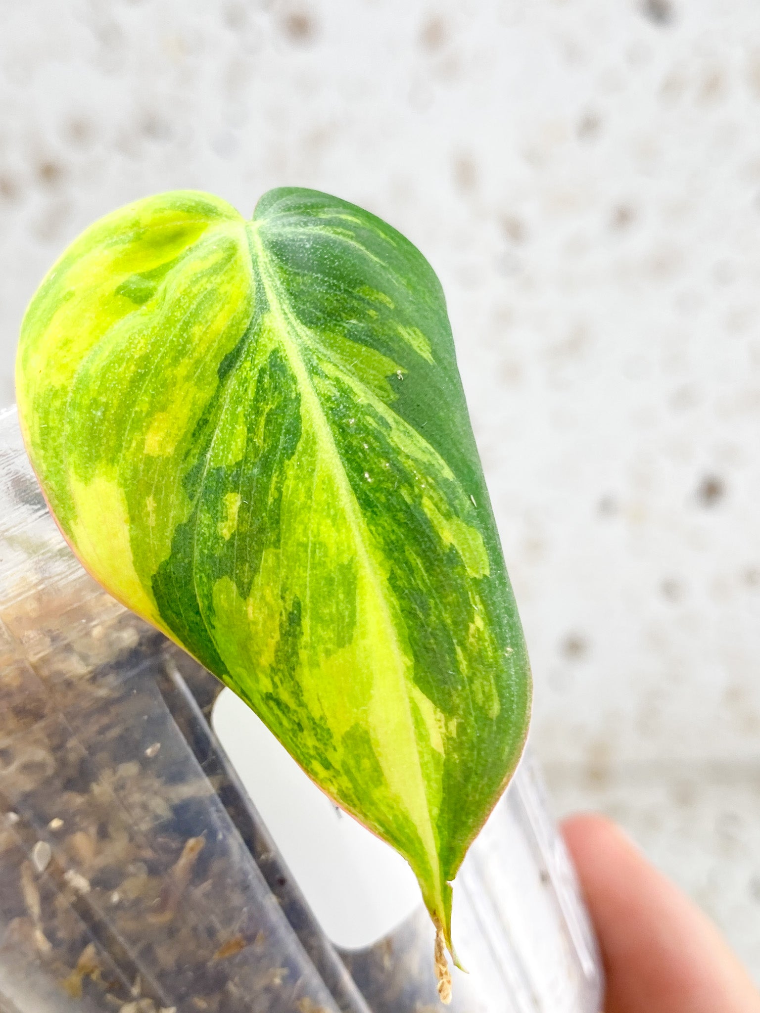 *Philodendron Micans Variegated 1 leaf highly variegated (rooting)