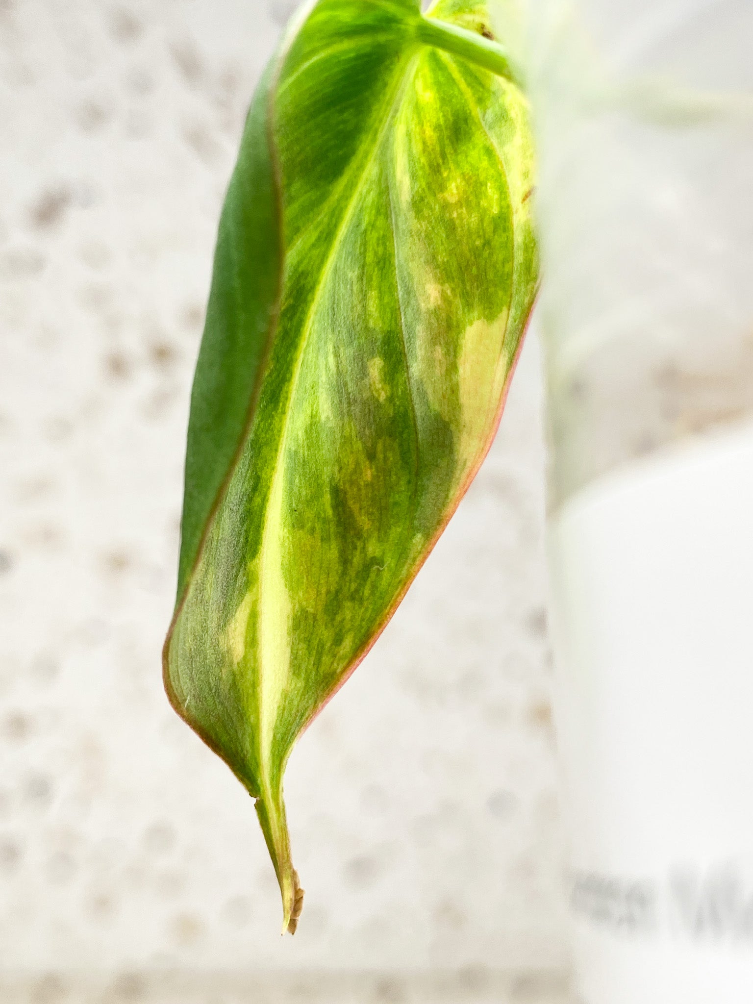 *Philodendron Micans Variegated 1 leaf highly variegated (rooting)