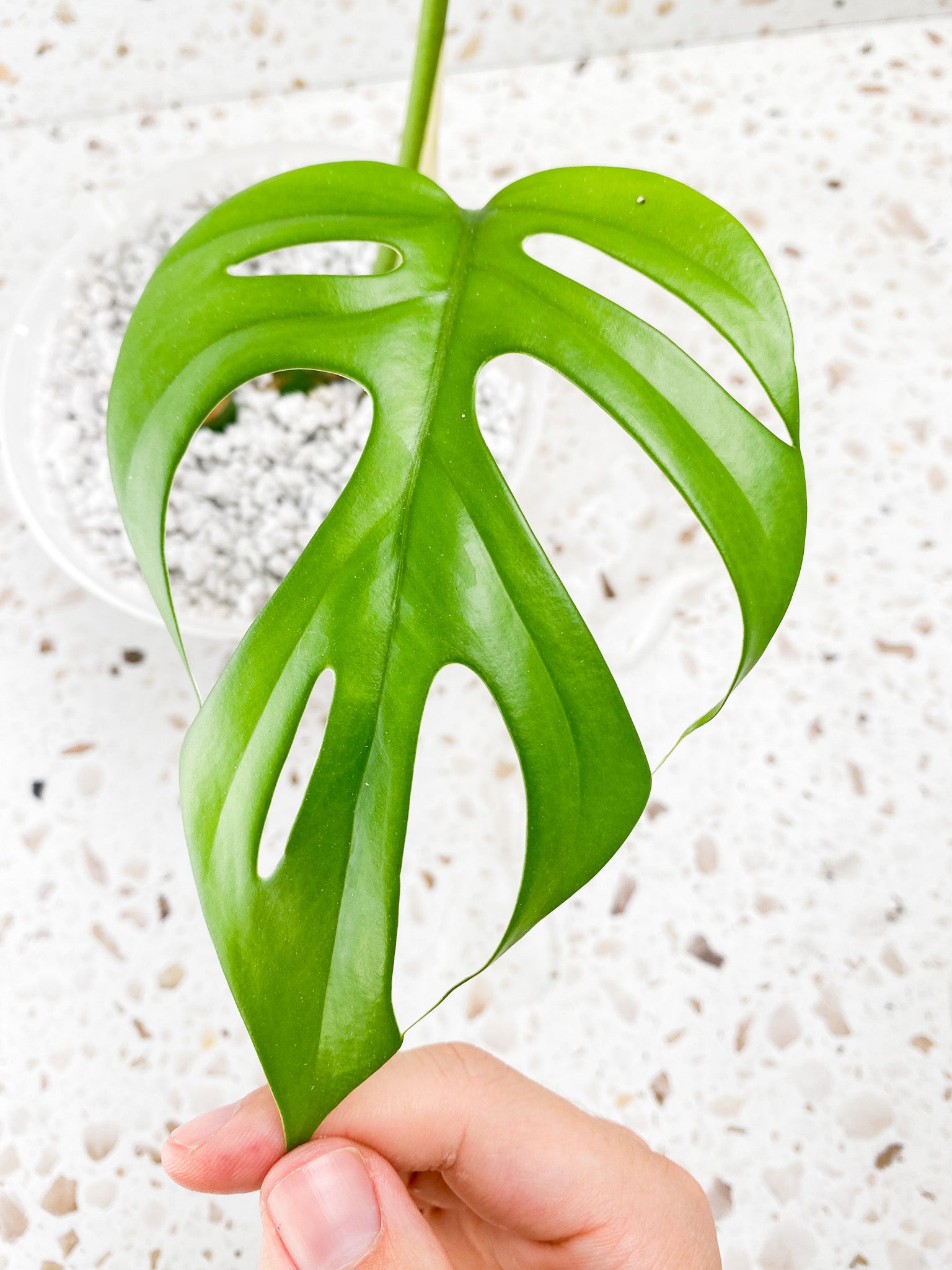 Rhaphidophora sp. Flame 2 leaf top cutting