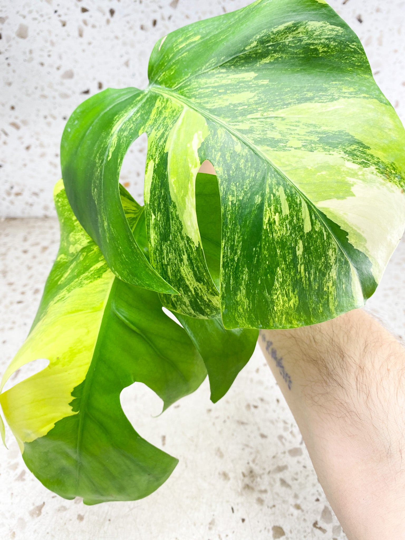 *Monstera Aurea Tricolor Variegated 2 leaves Top Cutting Slightly Rooted