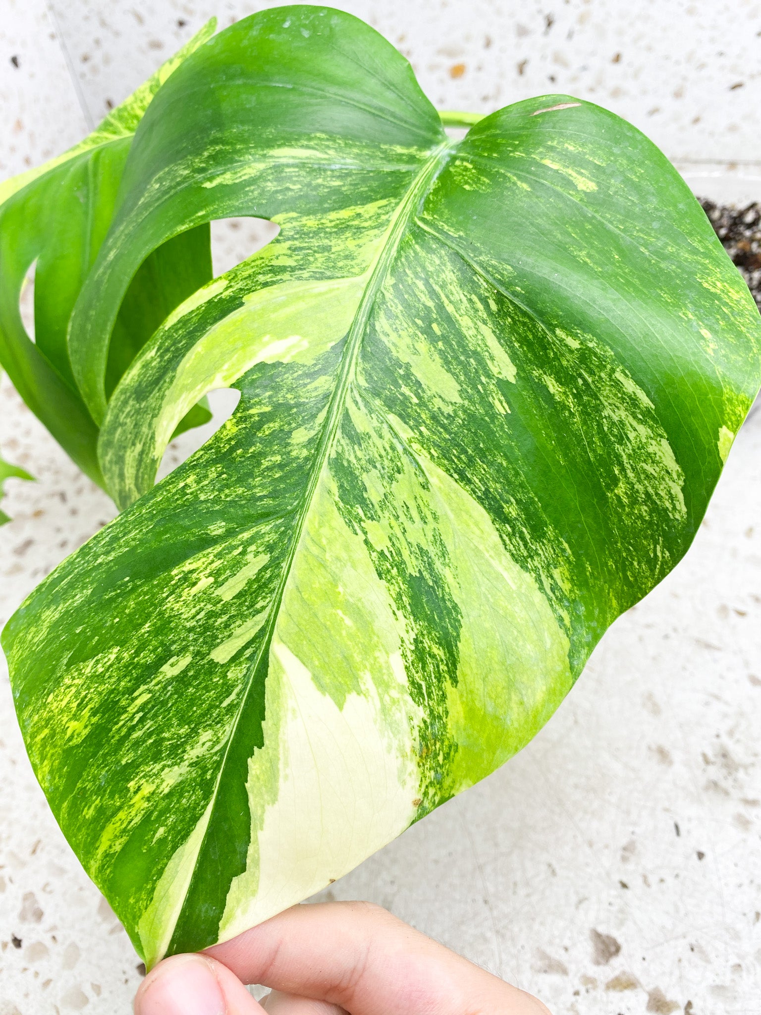 *Monstera Aurea Tricolor Variegated 2 leaves Top Cutting Slightly Rooted