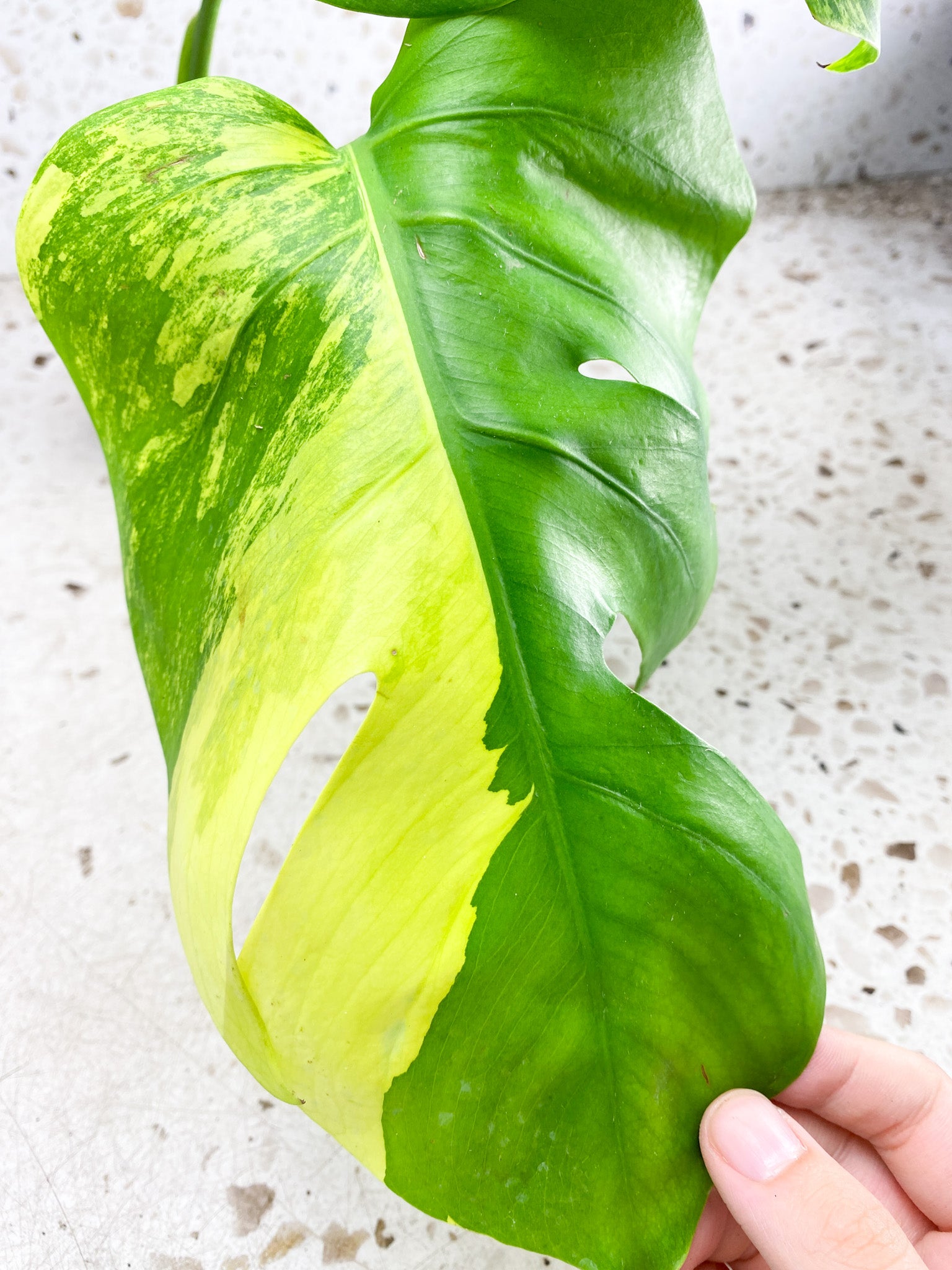 *Monstera Aurea Tricolor Variegated 2 leaves Top Cutting Slightly Rooted