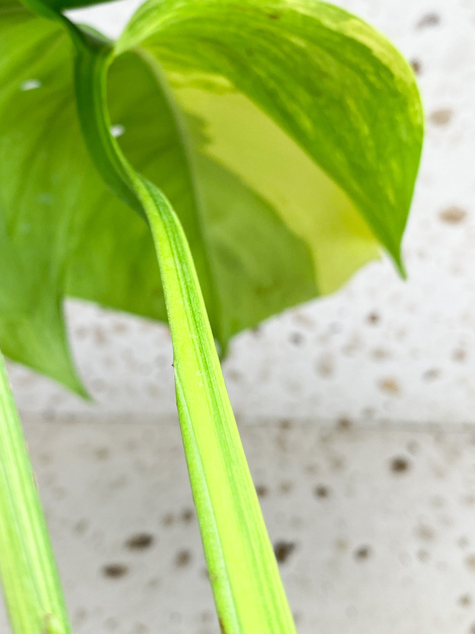 *Monstera Aurea Tricolor Variegated 2 leaves Top Cutting Slightly Rooted