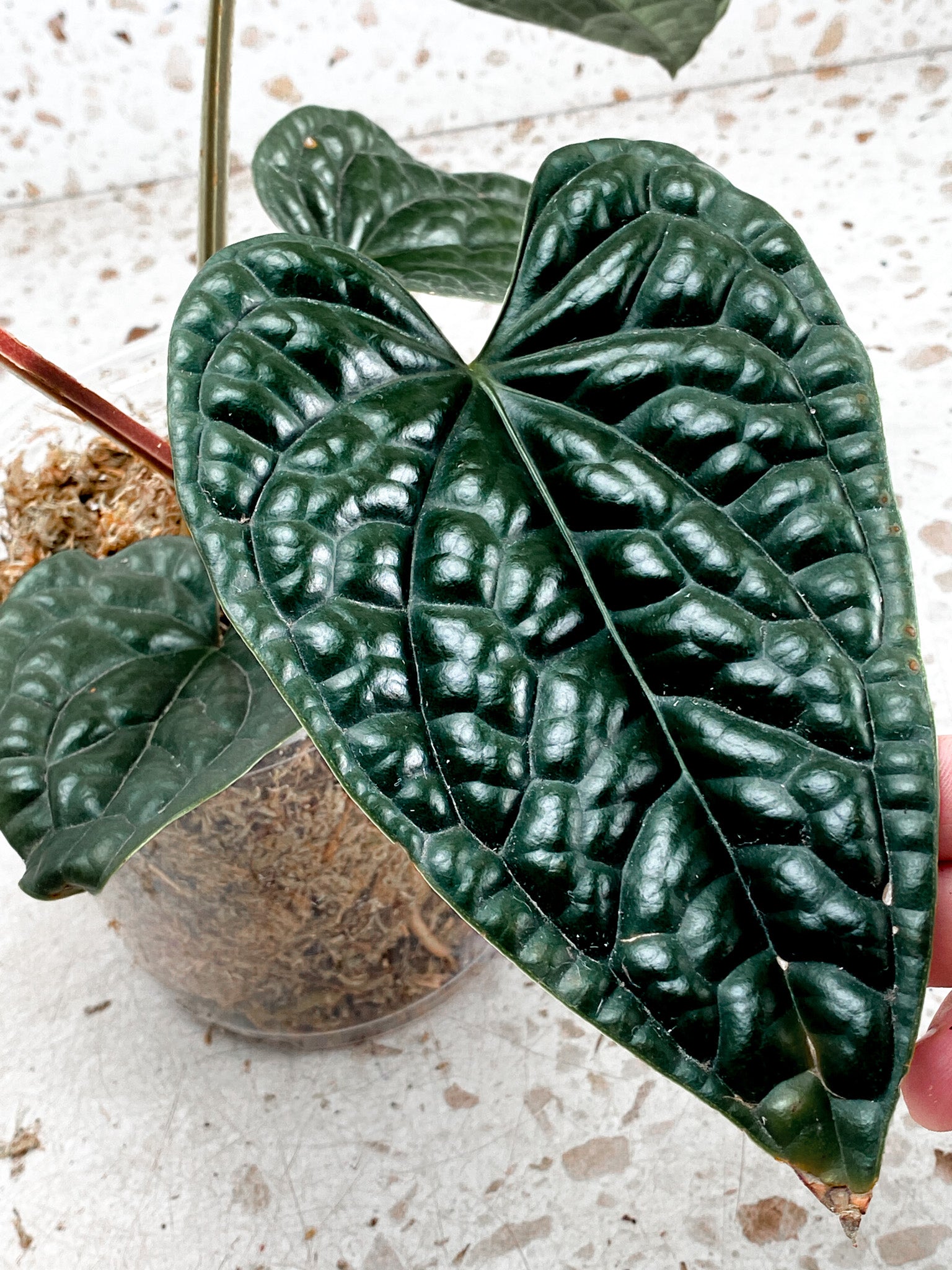 *Anthurium Luxurians Black chonk with 1 sprout unrooted