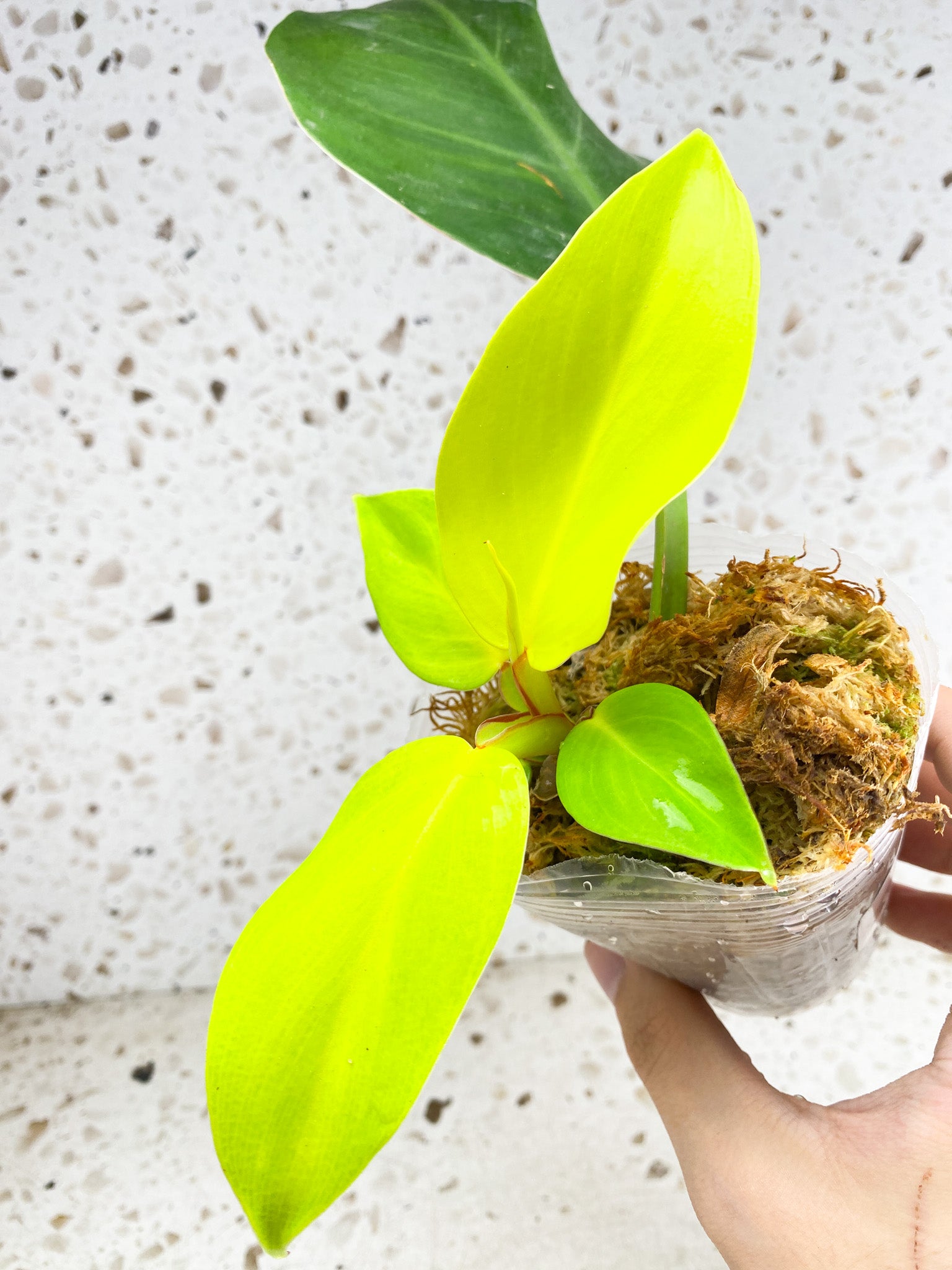 *Philodendron Red Moon 5 leaves 1 shoot top growth (rooting)