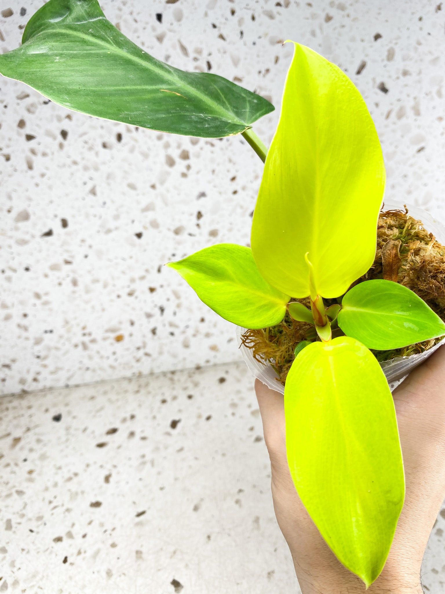 *Philodendron Red Moon 5 leaves 1 shoot top growth (rooting)