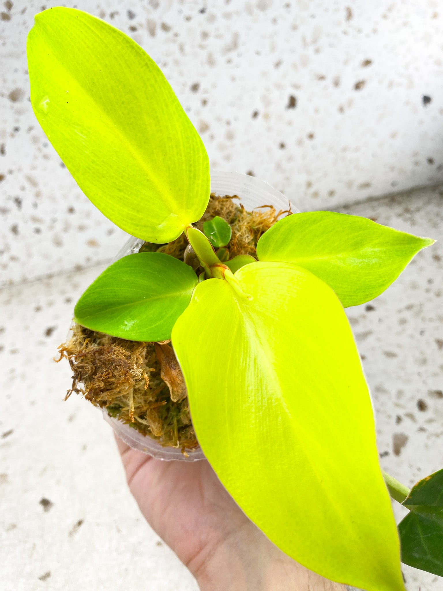 *Philodendron Red Moon 5 leaves 1 shoot top growth (rooting)