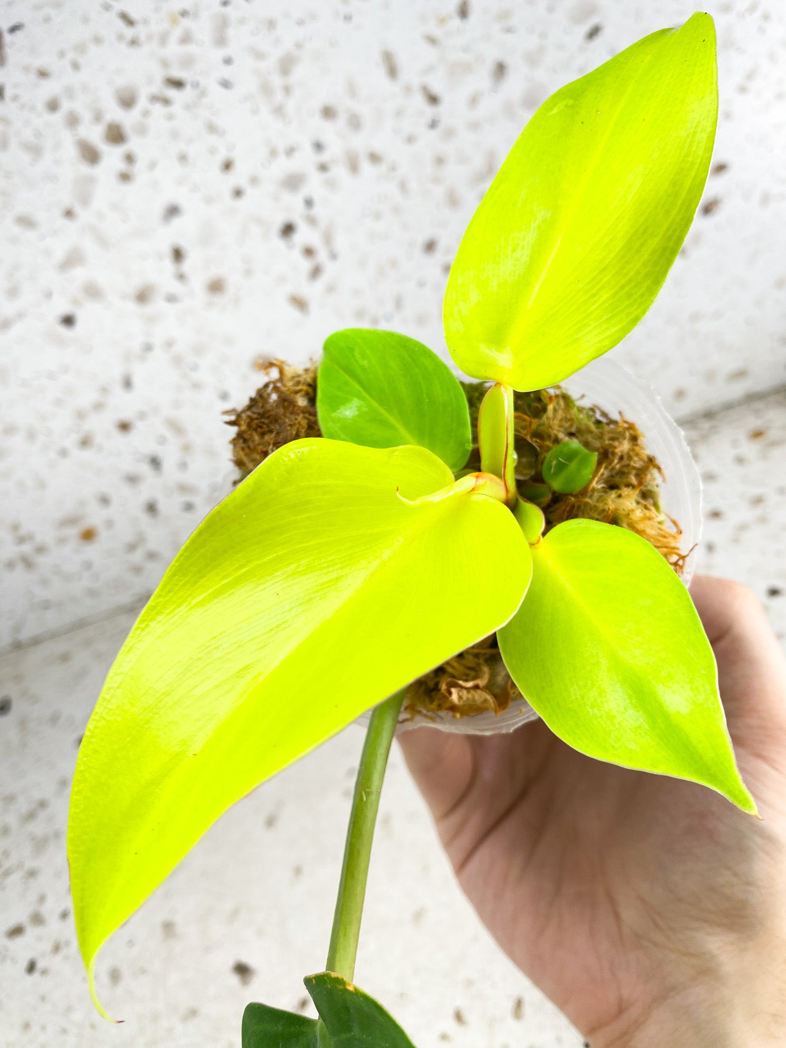 *Philodendron Red Moon 5 leaves 1 shoot top growth (rooting)