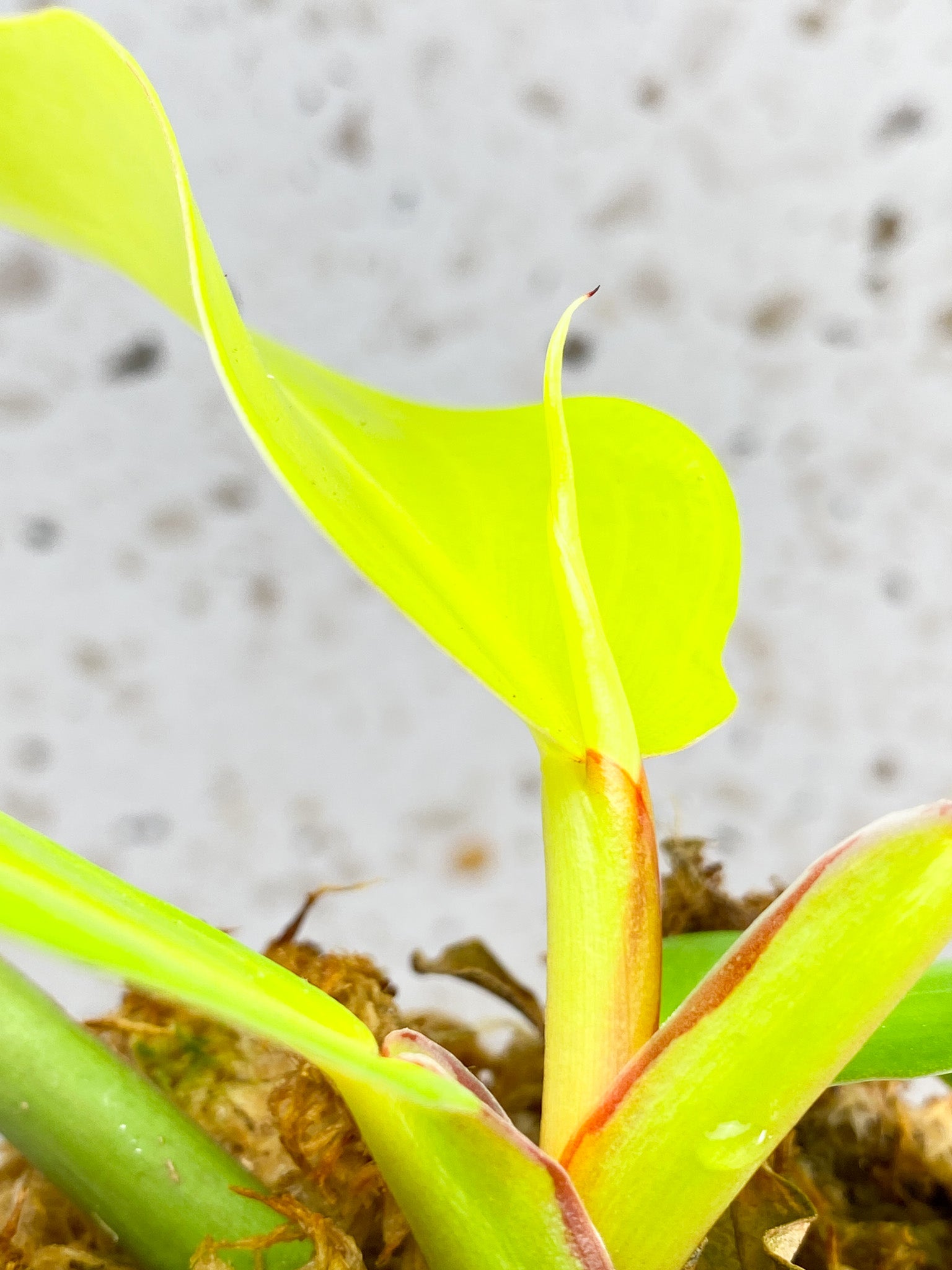 *Philodendron Red Moon 5 leaves 1 shoot top growth (rooting)