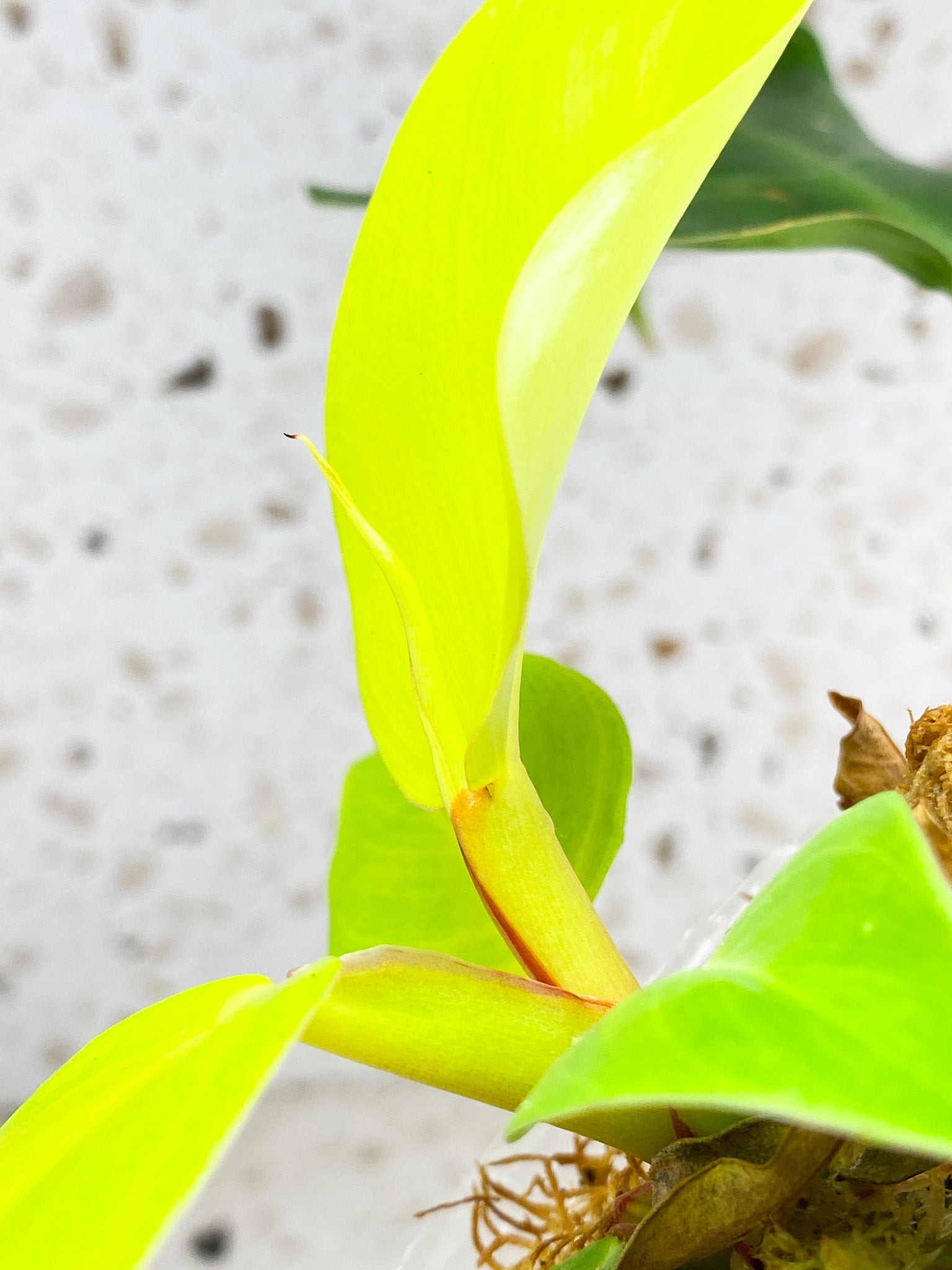 *Philodendron Red Moon 5 leaves 1 shoot top growth (rooting)