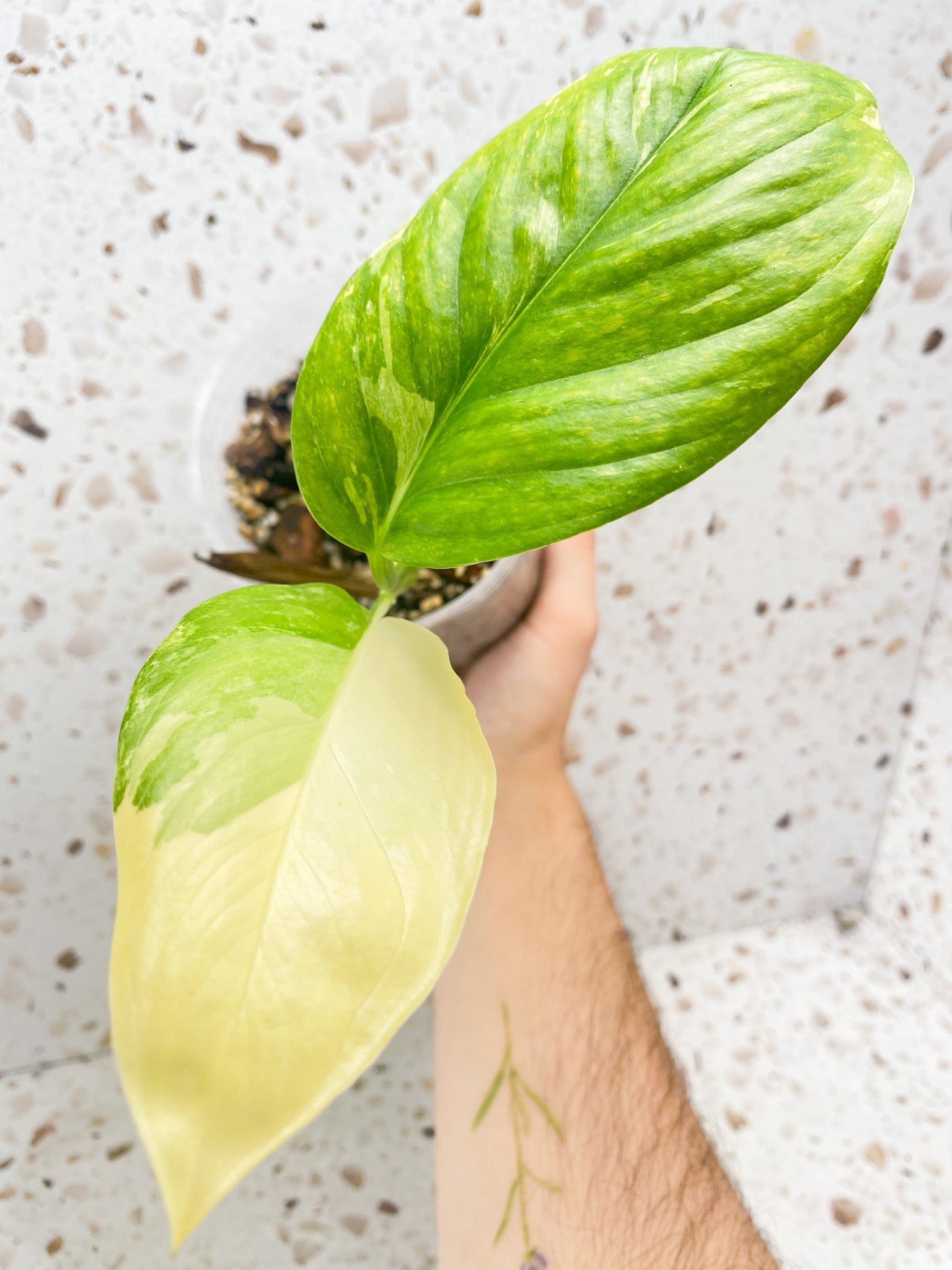 Monstera Lechleriana Variegated 2 leaves