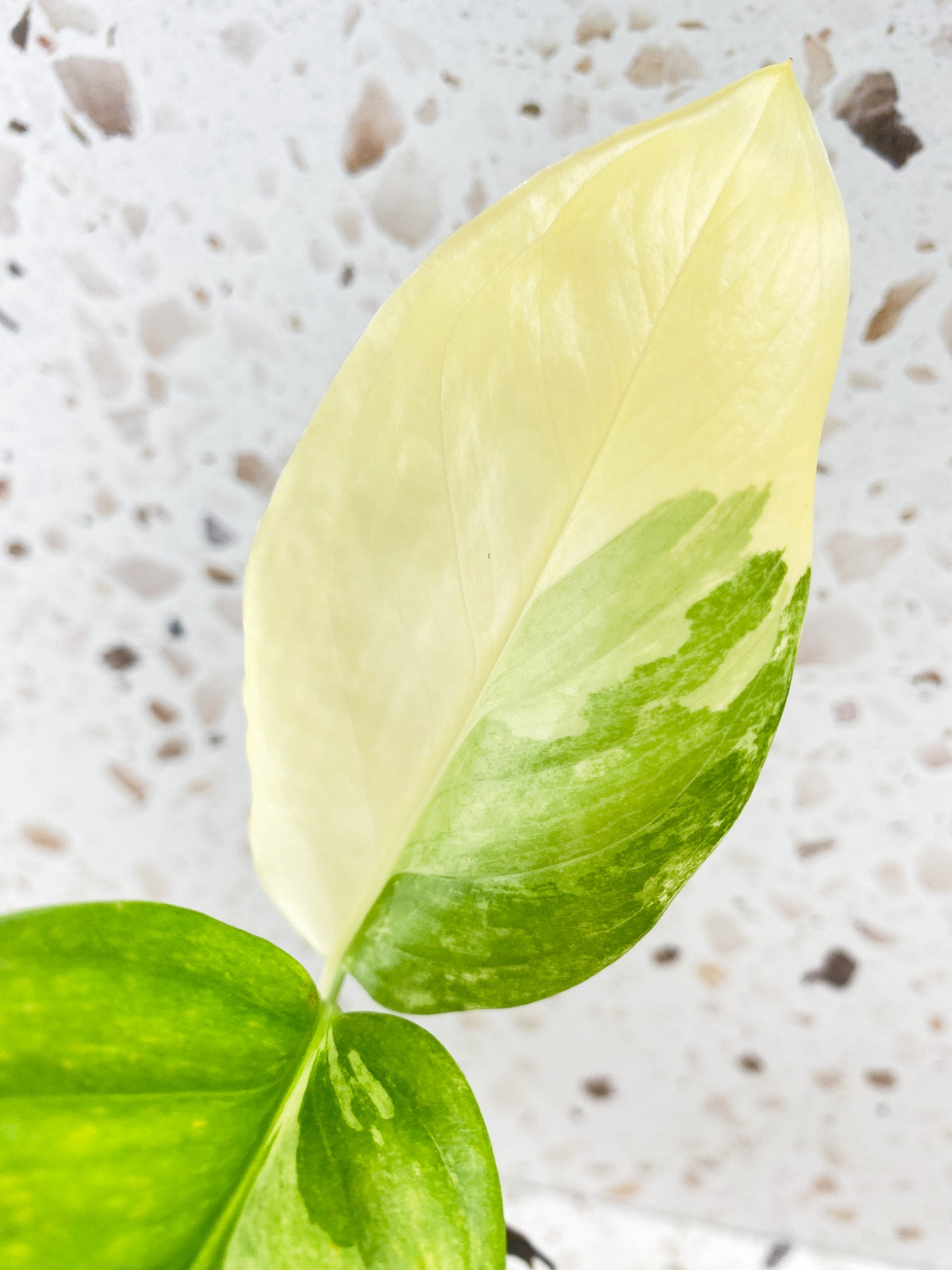 Monstera Lechleriana Variegated 2 leaves
