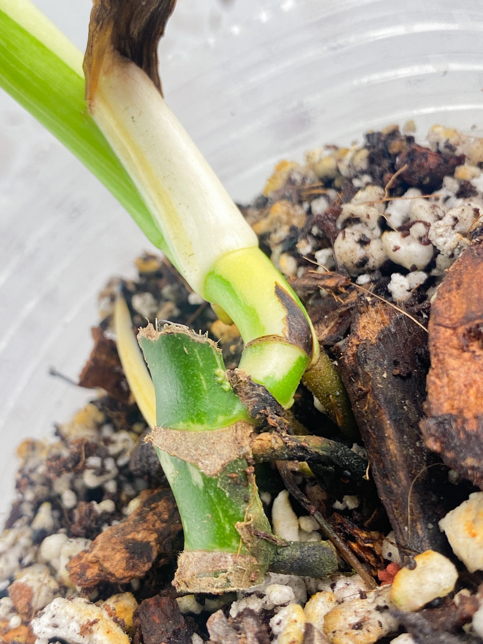 Monstera Lechleriana Variegated 2 leaves