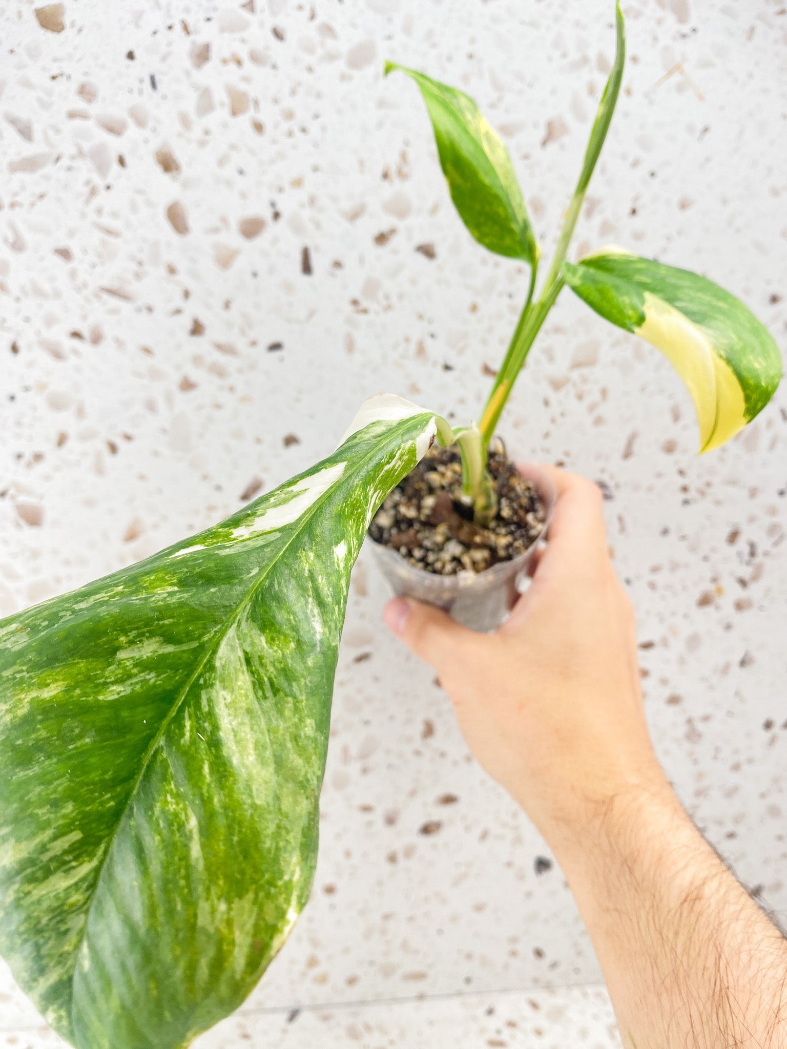 Monstera Lechleriana Variegated 3 leaves